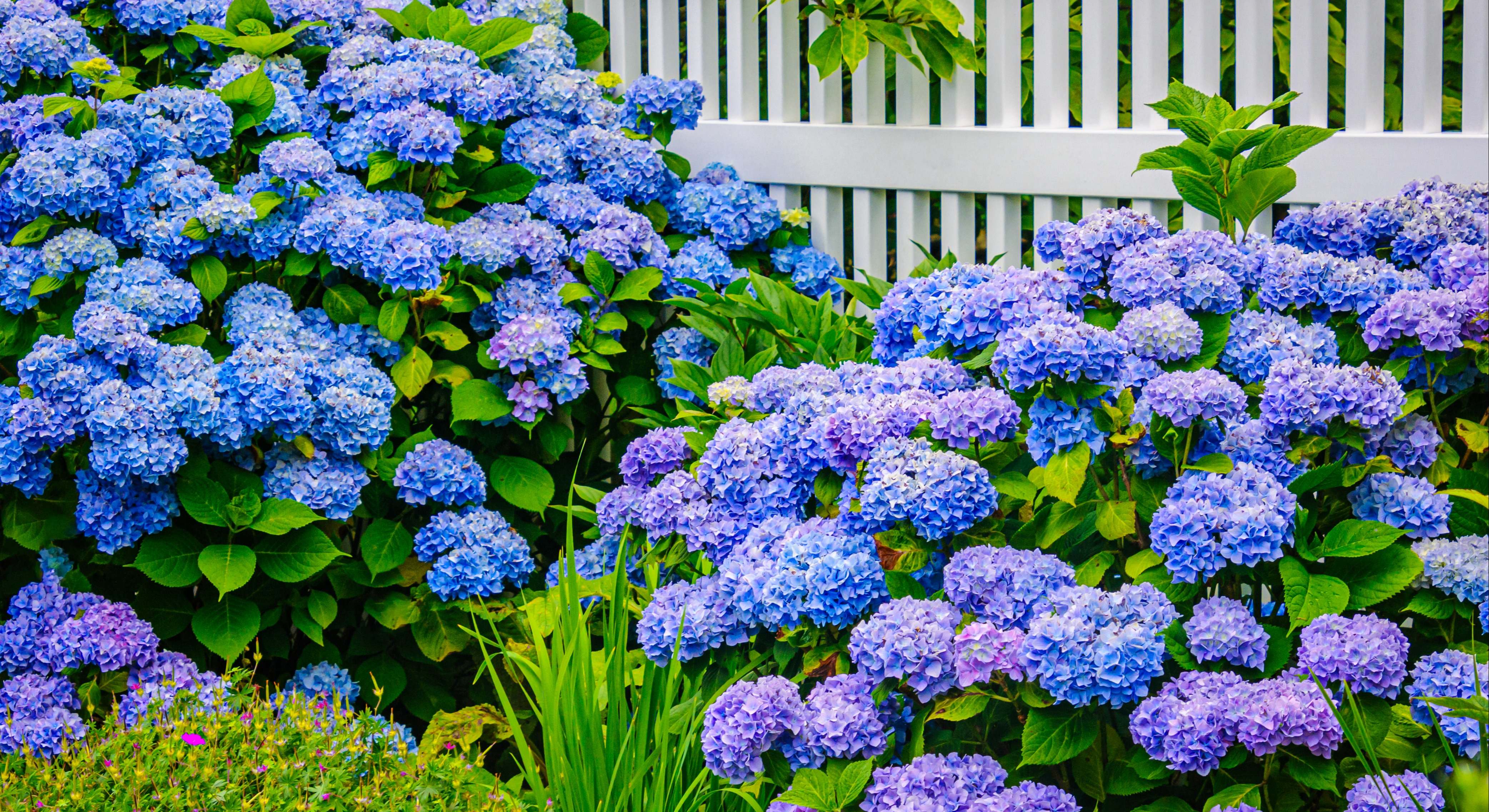 Floración de las hortensias en el jardín. / Foto: iStock