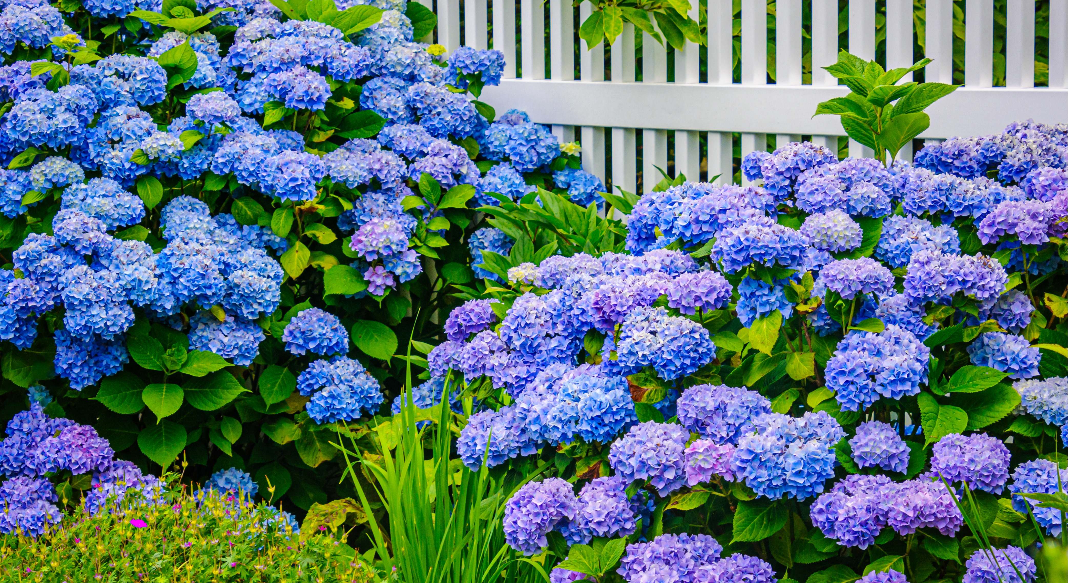 Hortensias en flor. / Foto: iStock