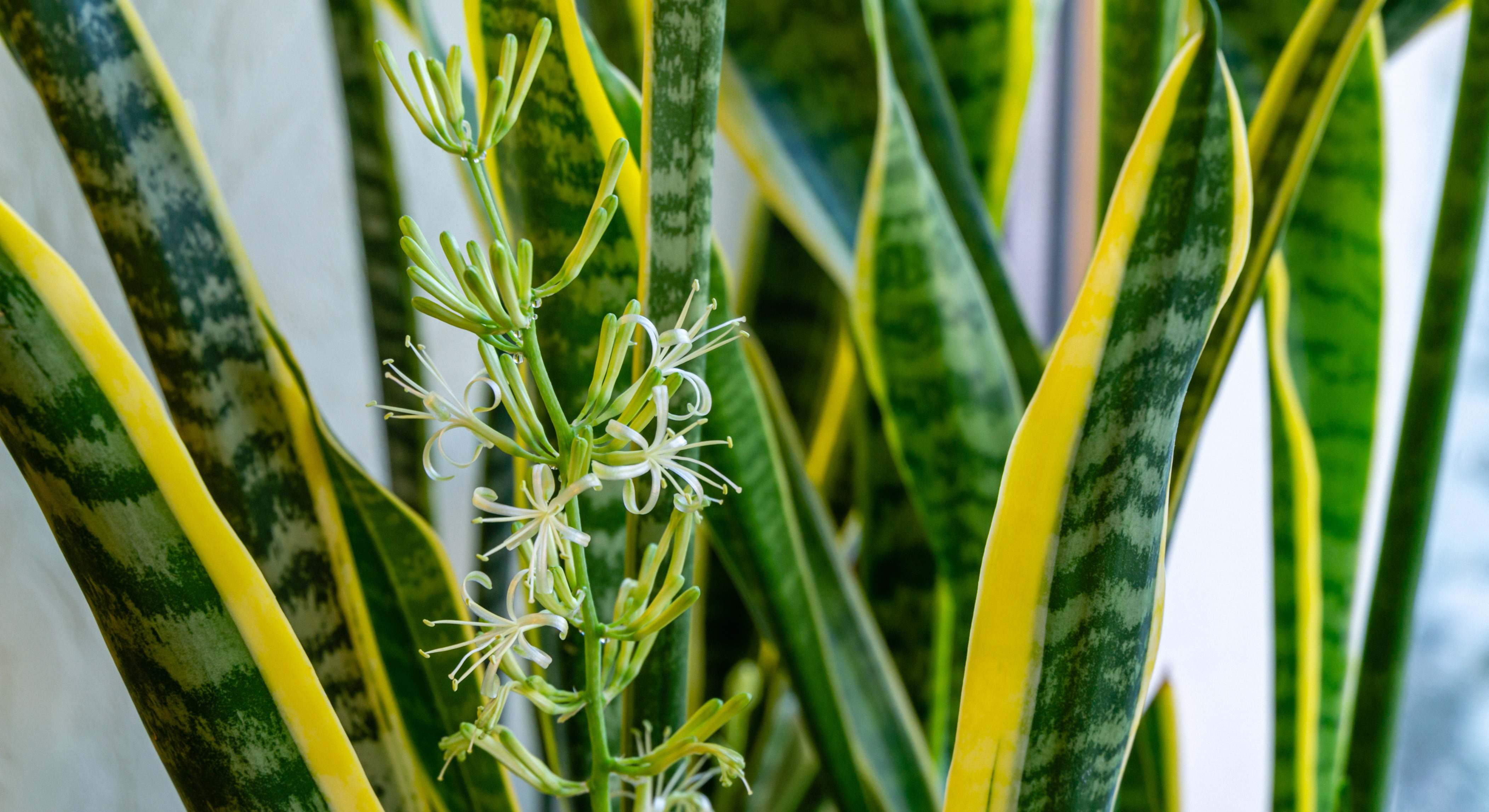 Hojas de una Sansevieria en flor, al detalle. / Foto: iStock