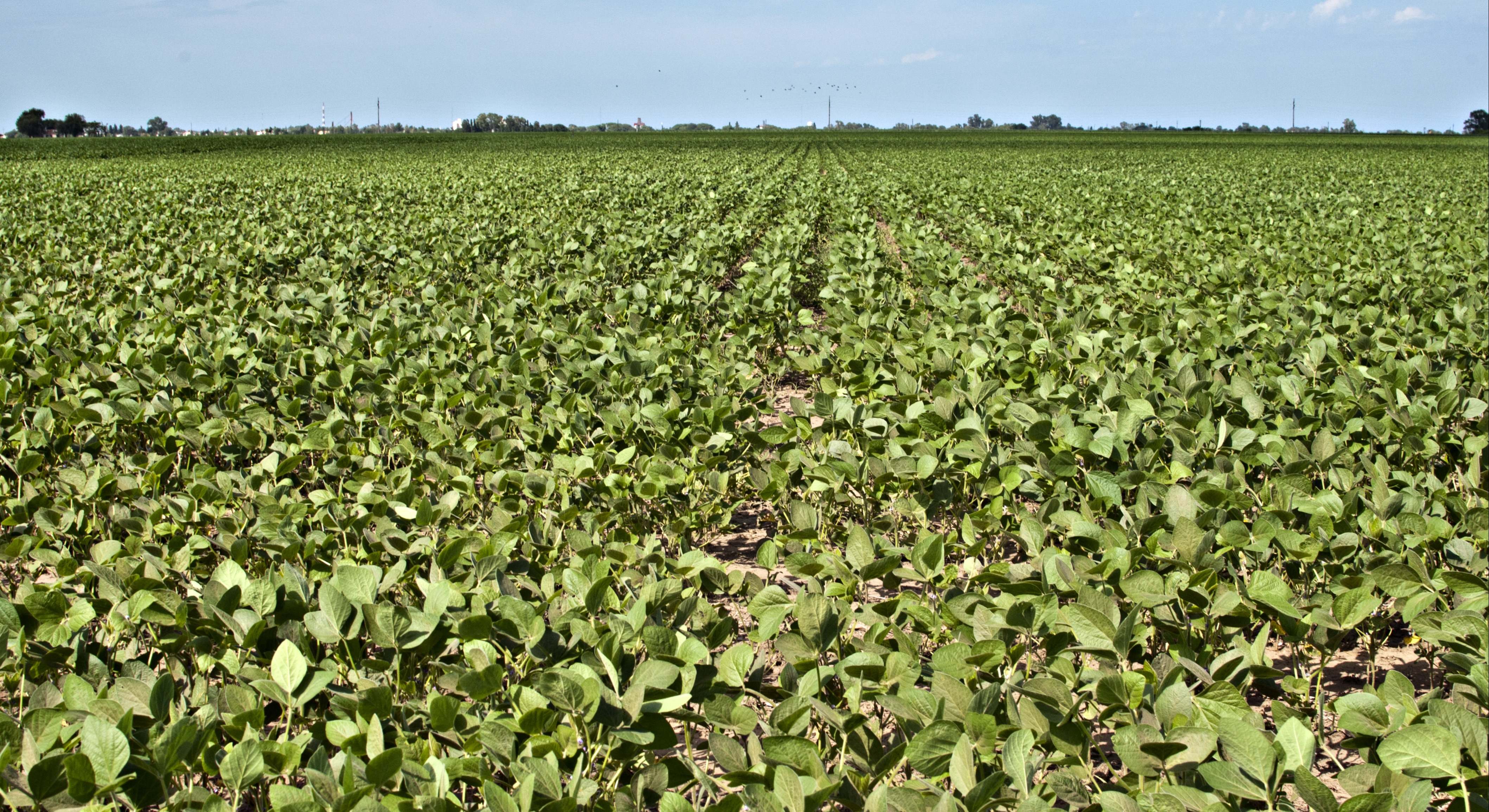 Plantación