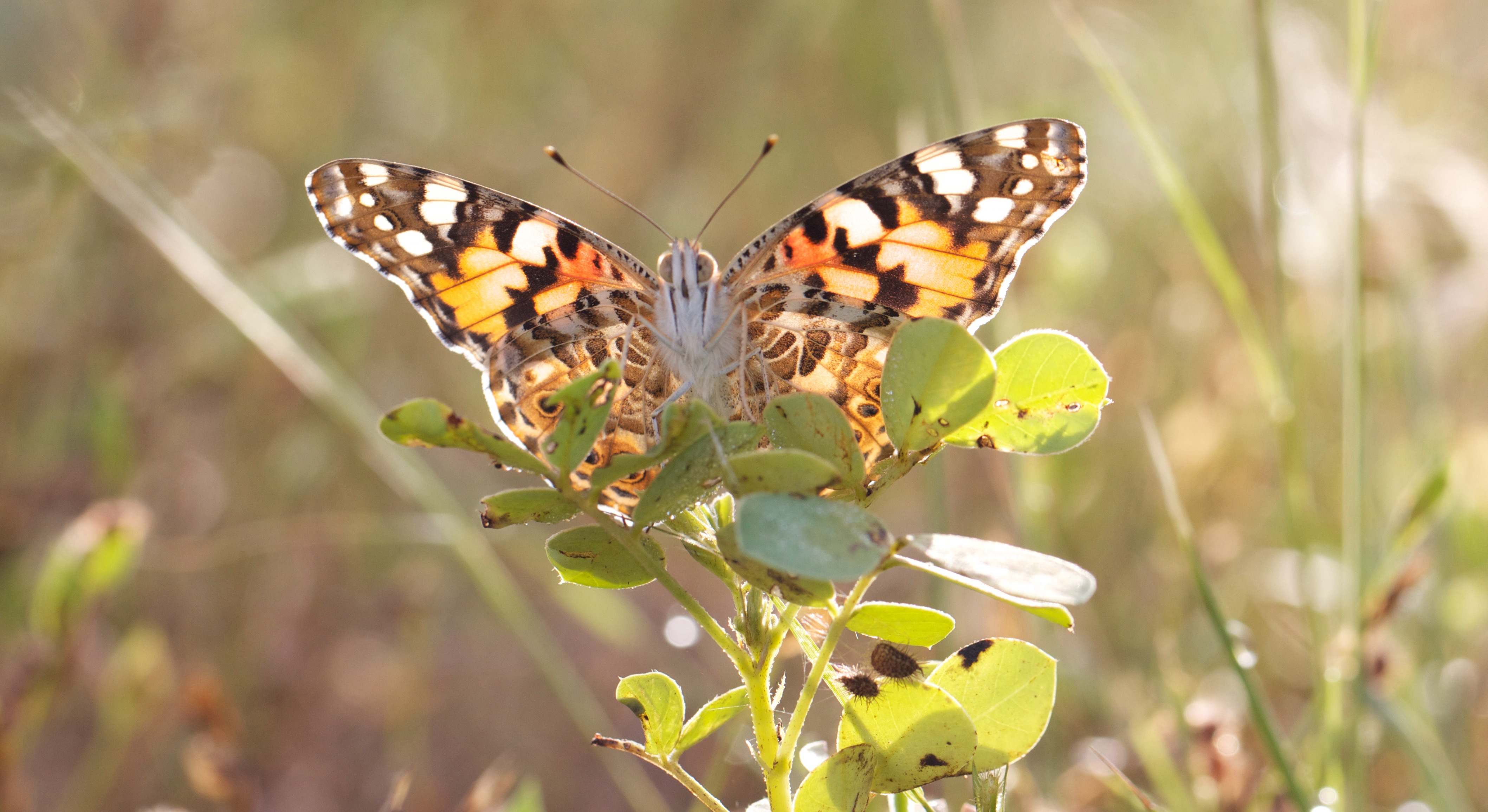 mariposa cardera
