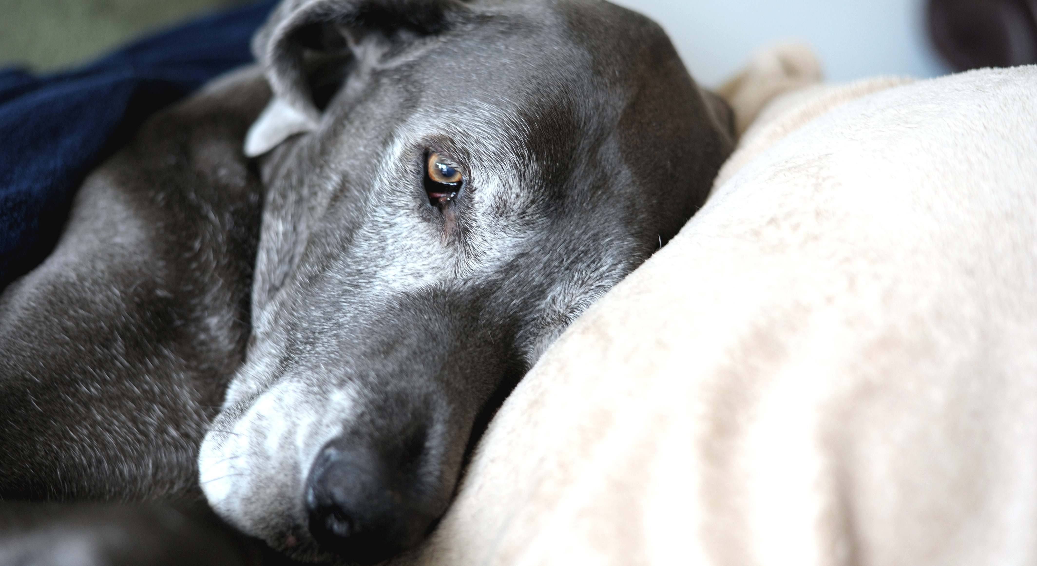 Un perro de avanzada edad muestra signos de cansancio. / Foto: iStock