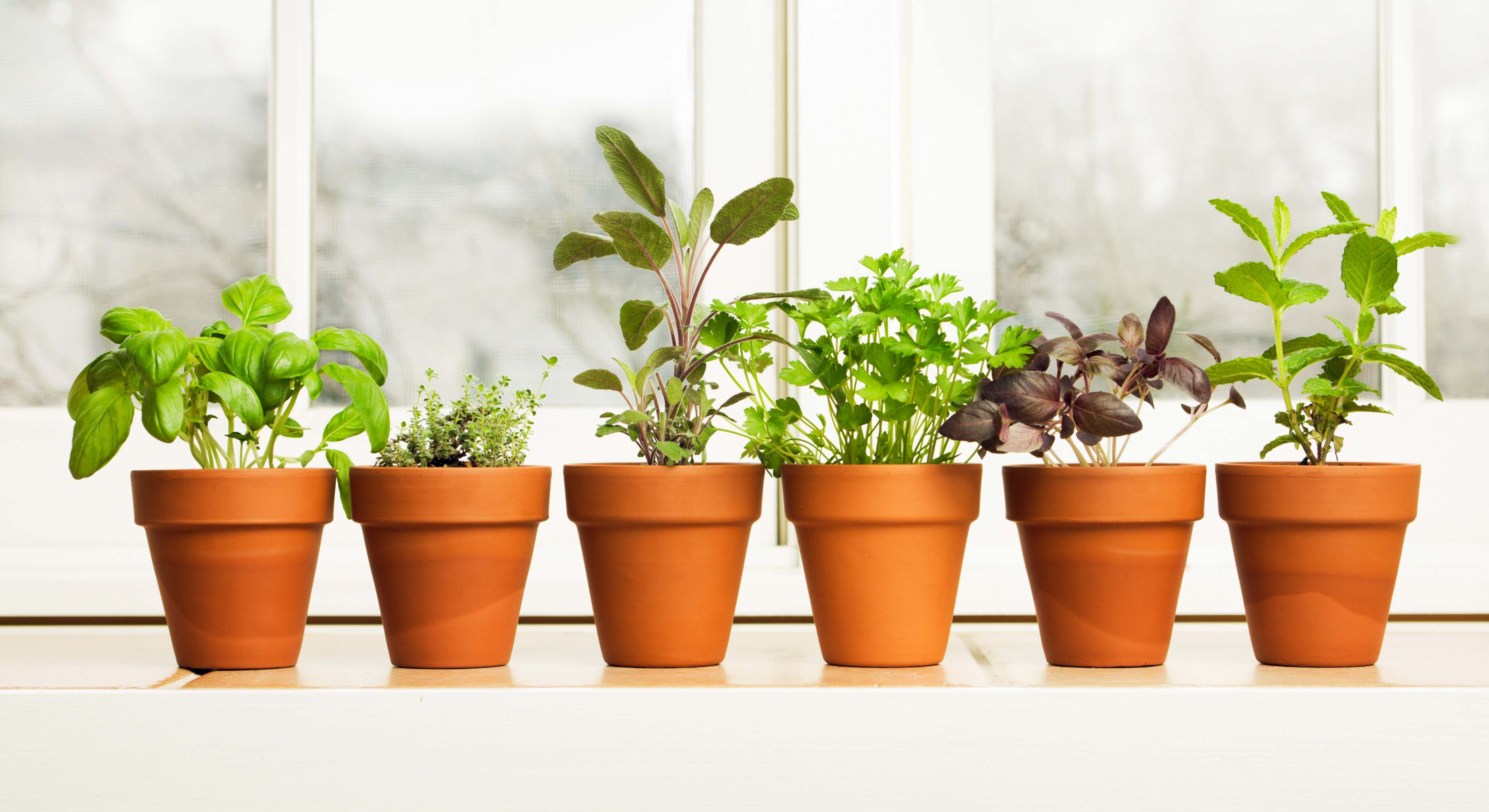 Macetas con variedades de plantas aromáticas. / Foto: iStock