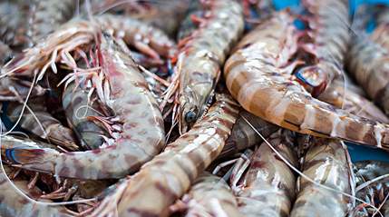 langostino.jpeg