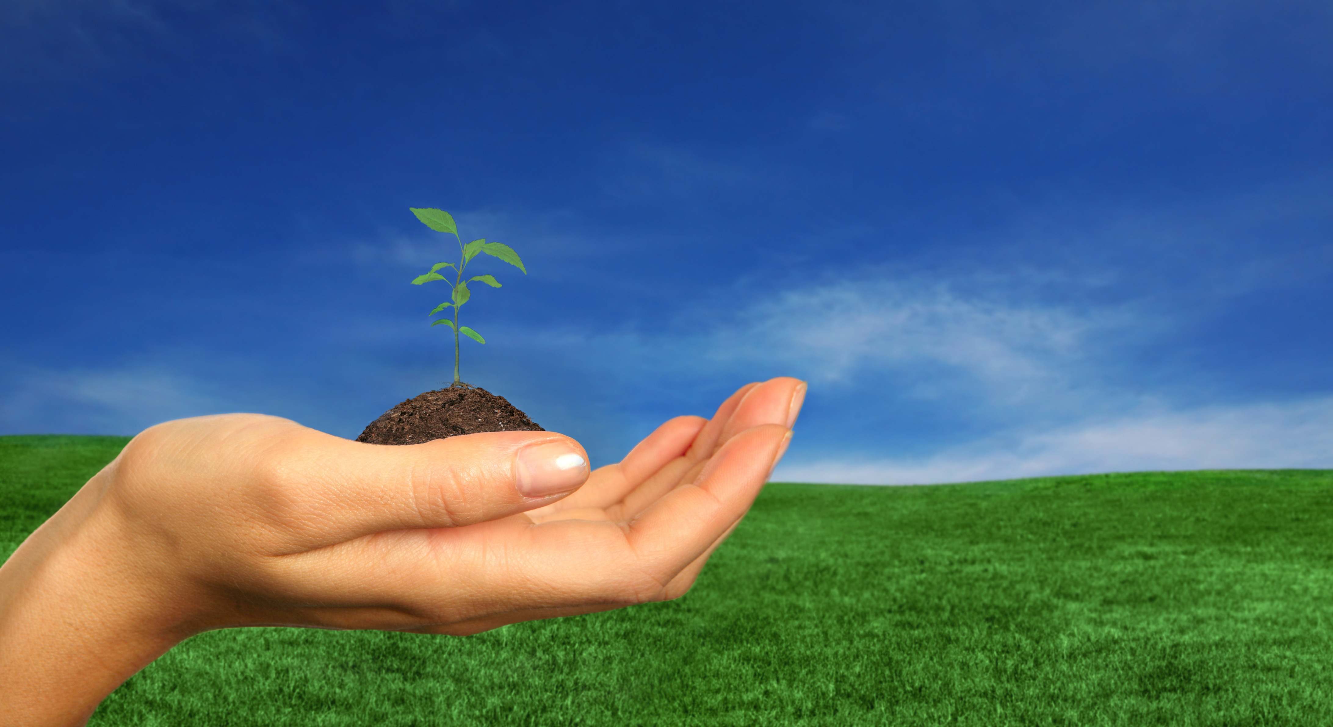 planta-biodiversidad