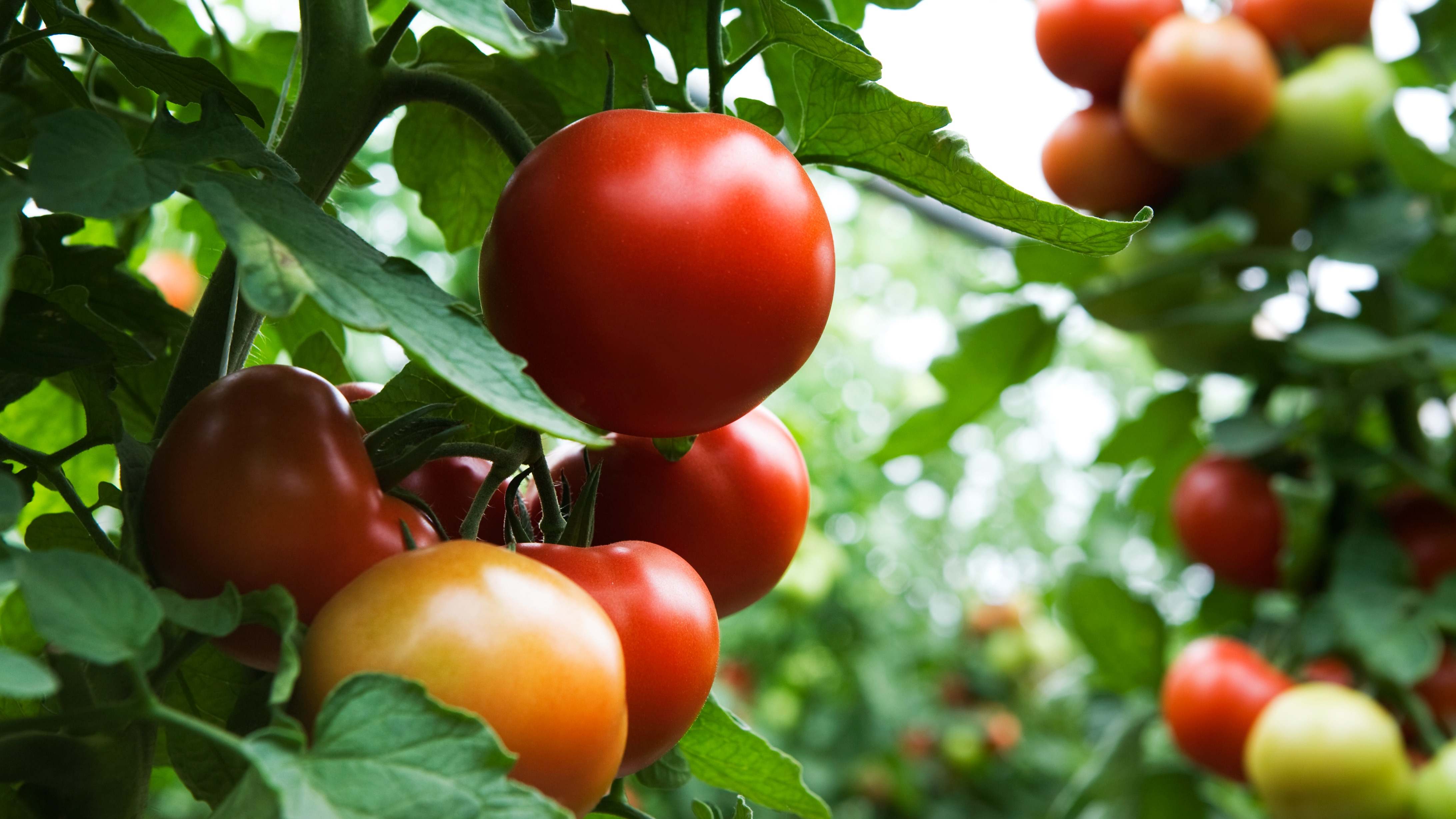 Tomates en el campo