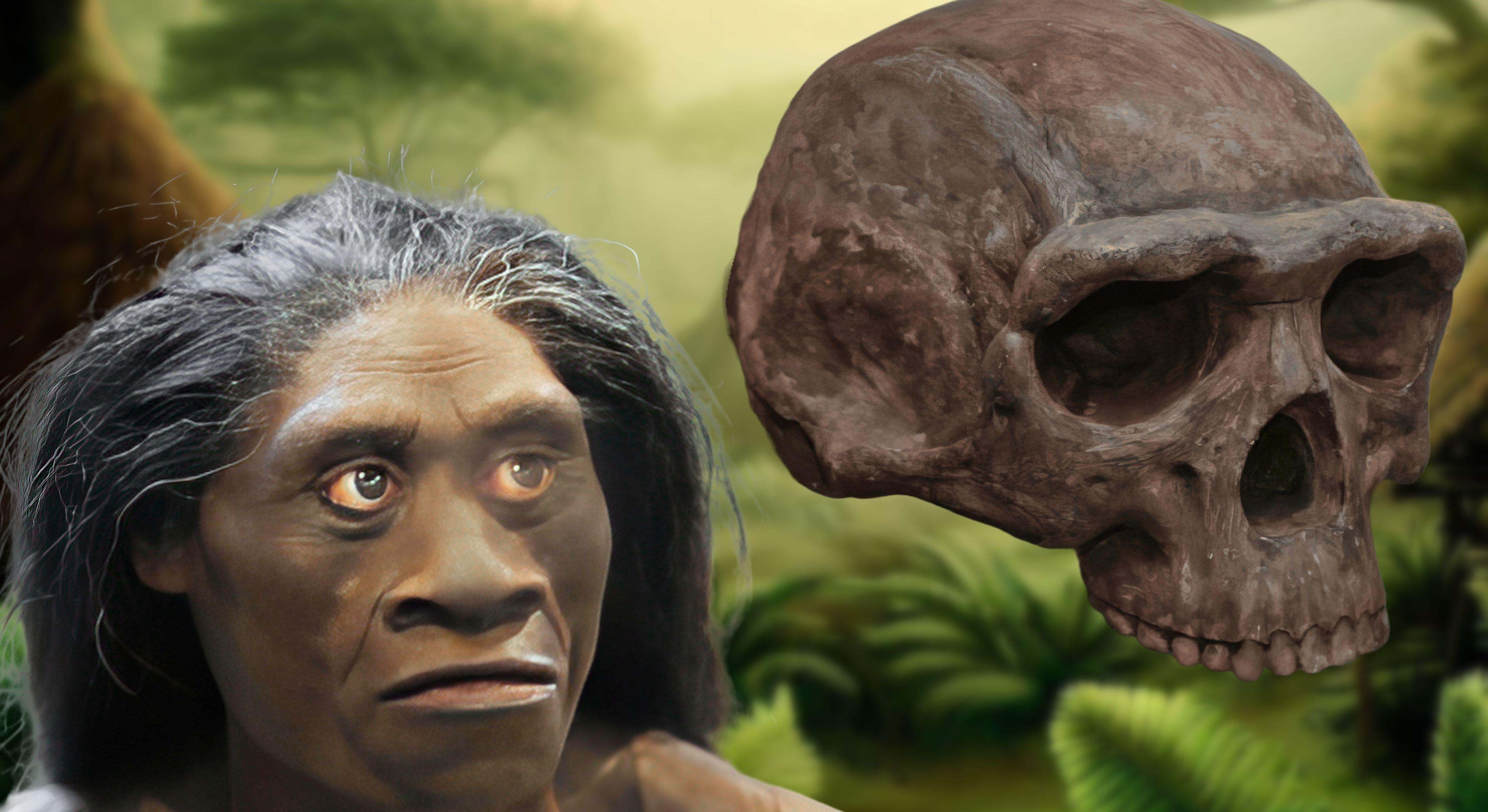 Homo floresiensis