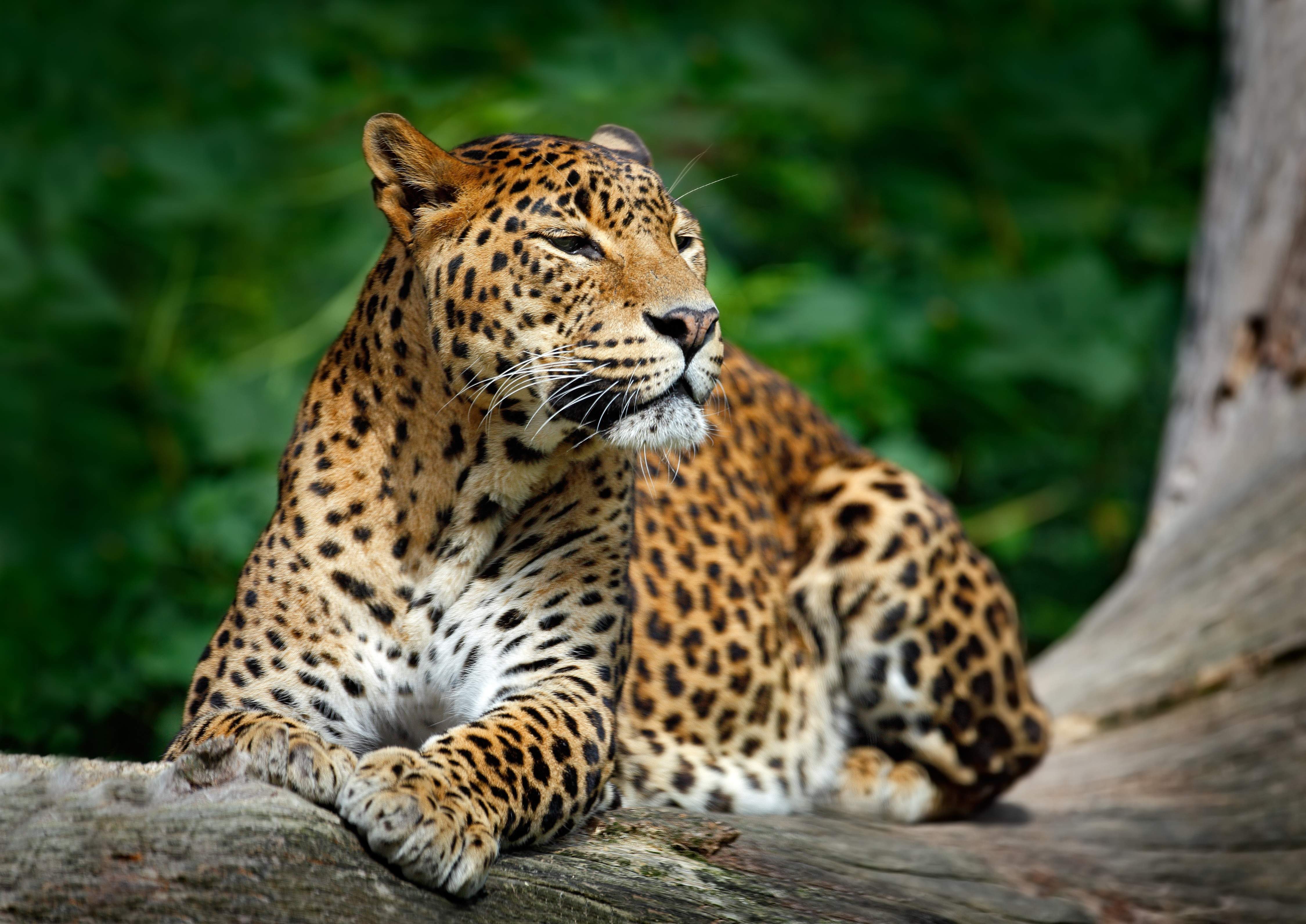 sri-lanka-dreamstime.jpg