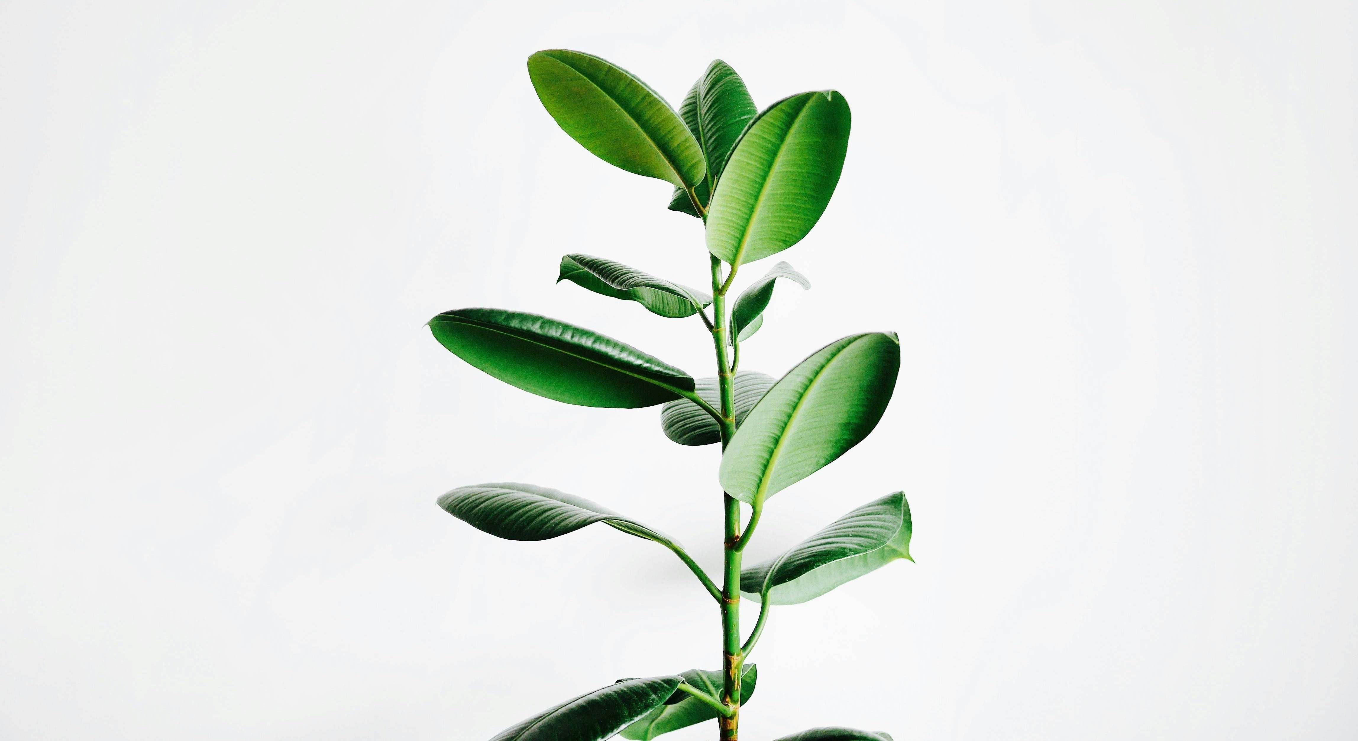 Una planta genérica
