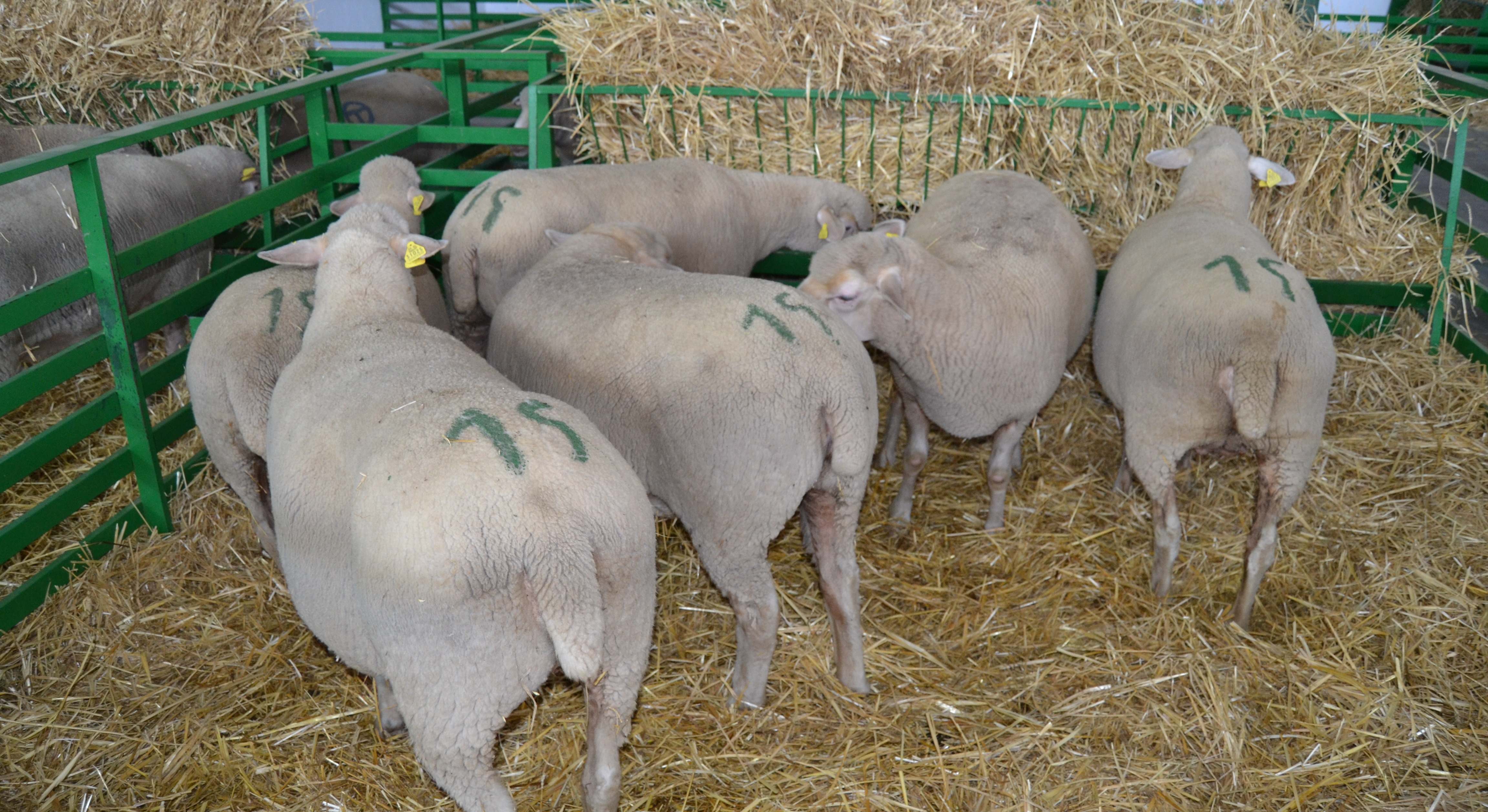 Ovinos en la Feria de Zafra
