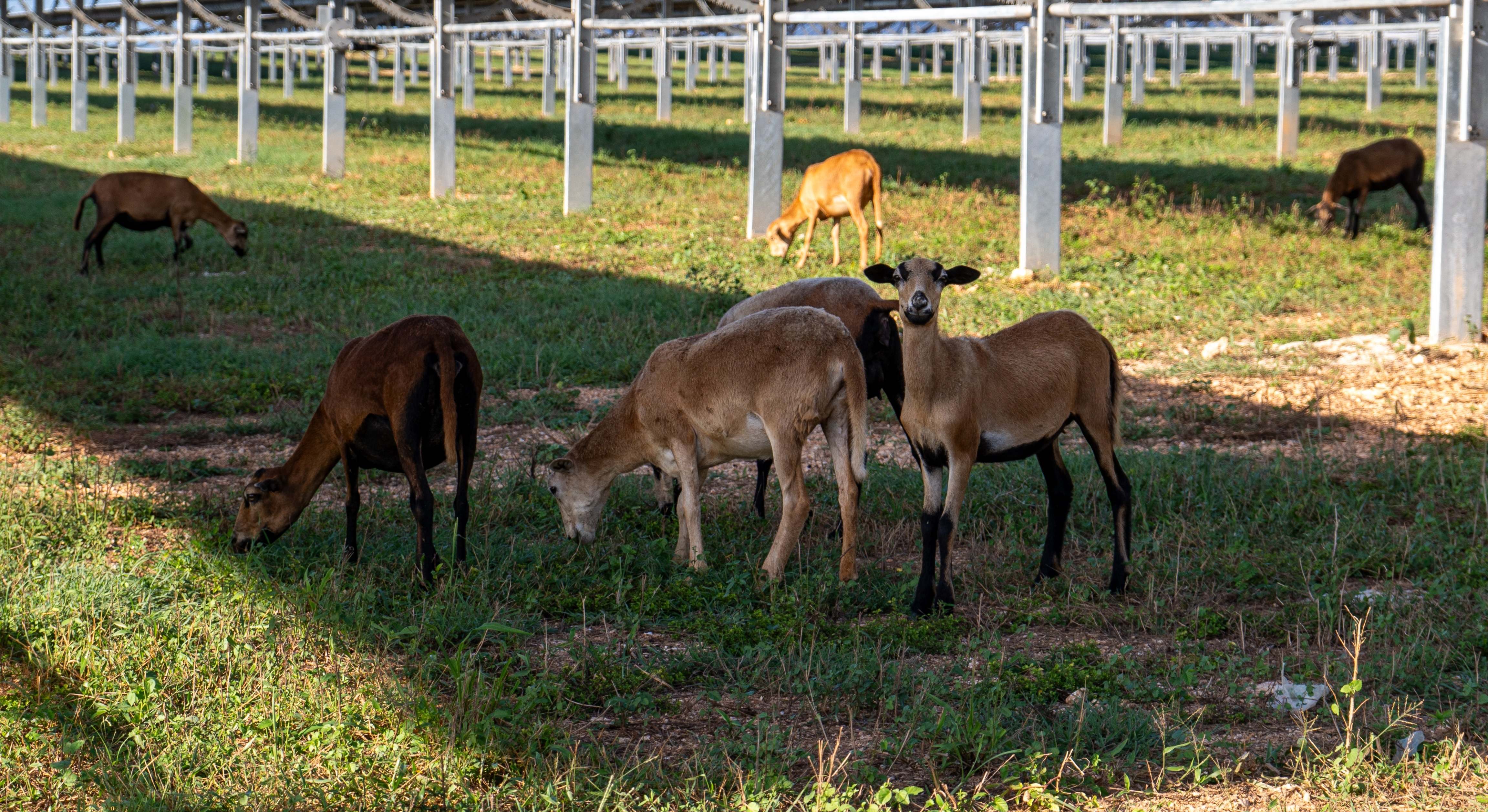 ProyectoAgrivoltaicajpg