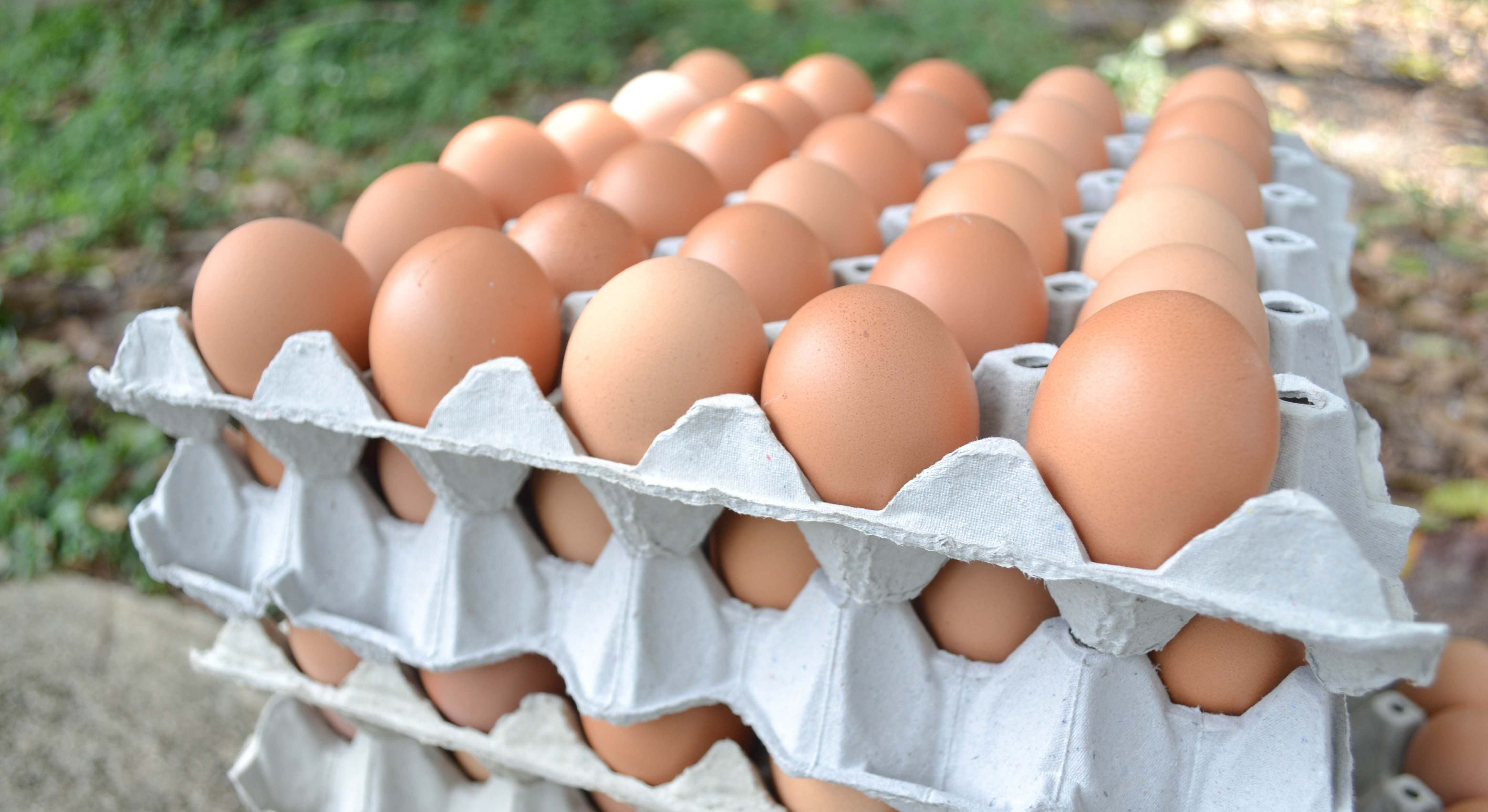Huevos