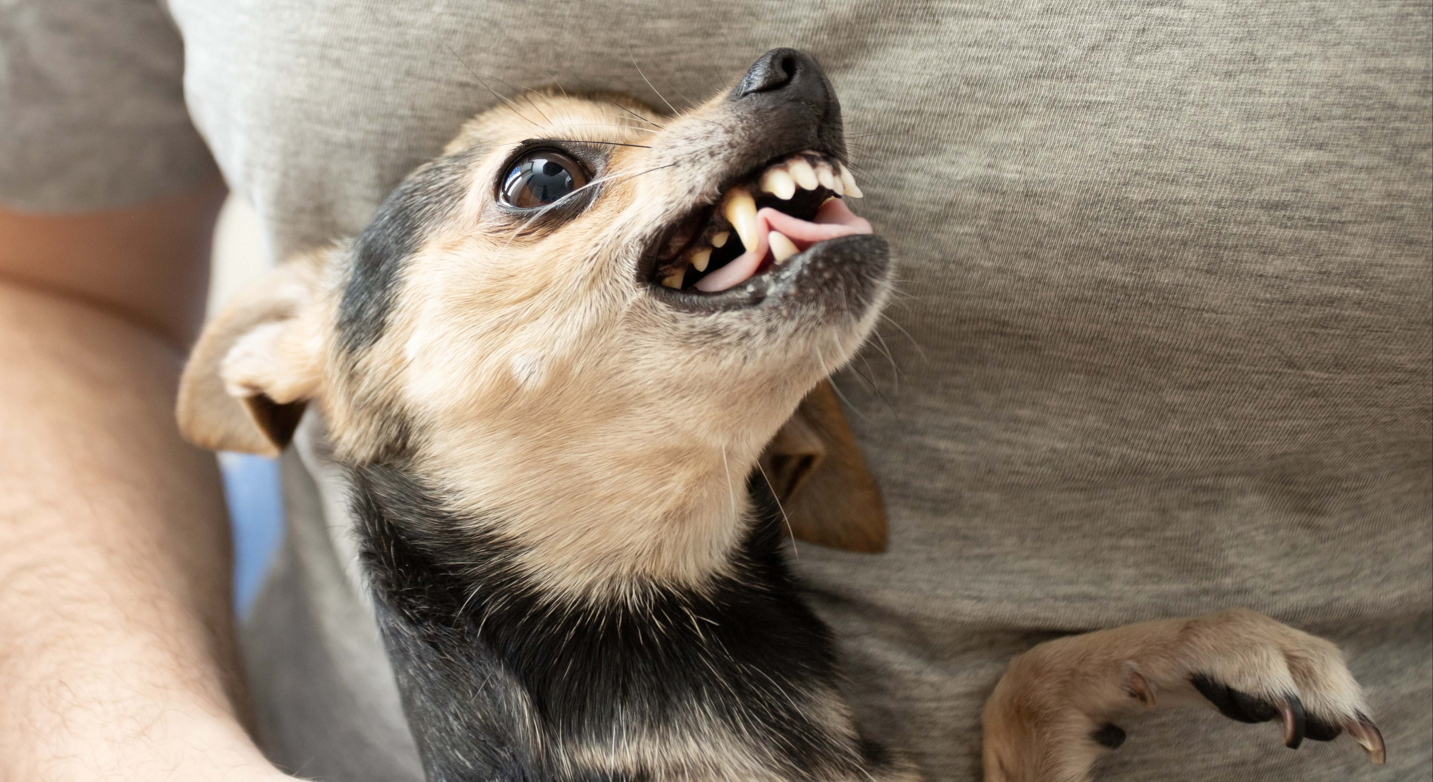 Un chihuahua enseñando los dientes. / Foto: iStock