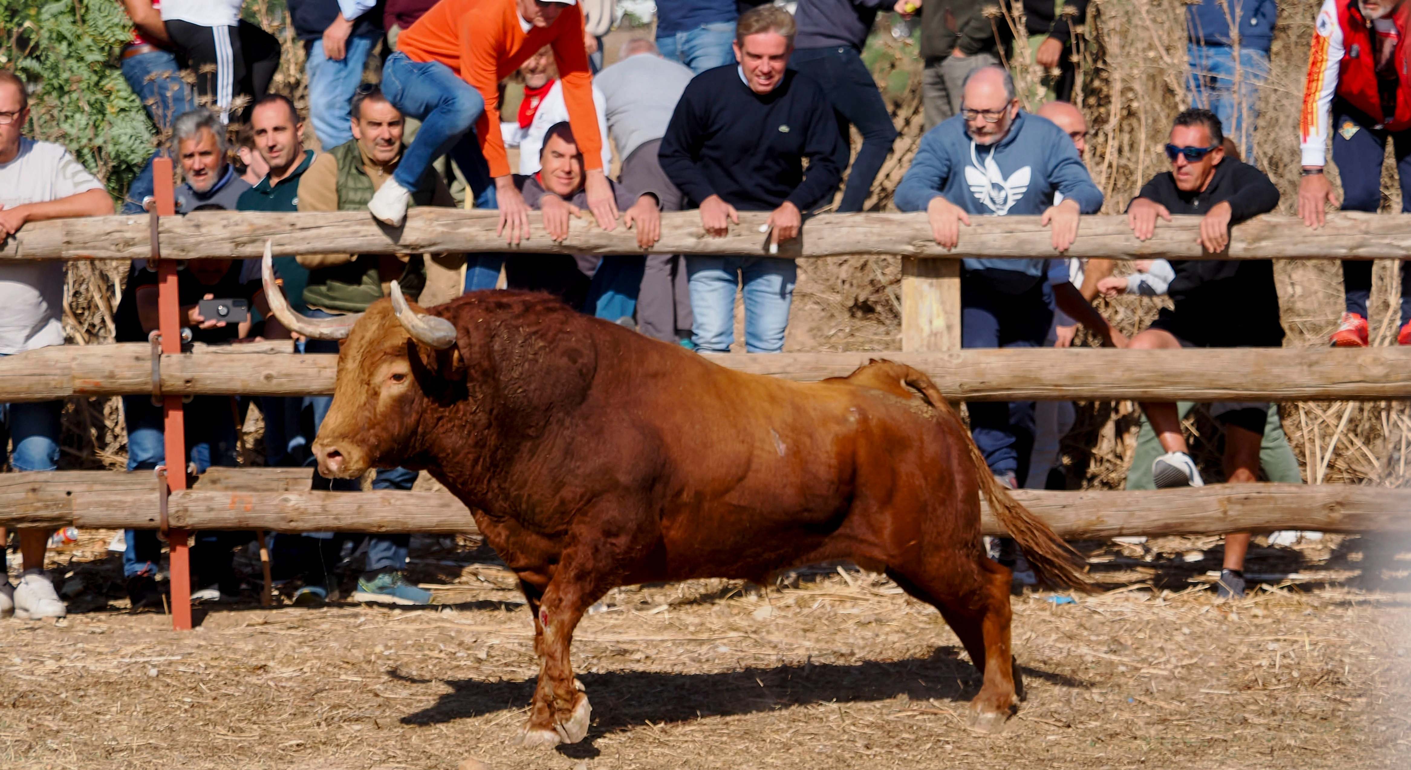 Toro de la Vega.
