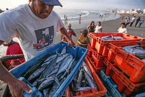 pesca
