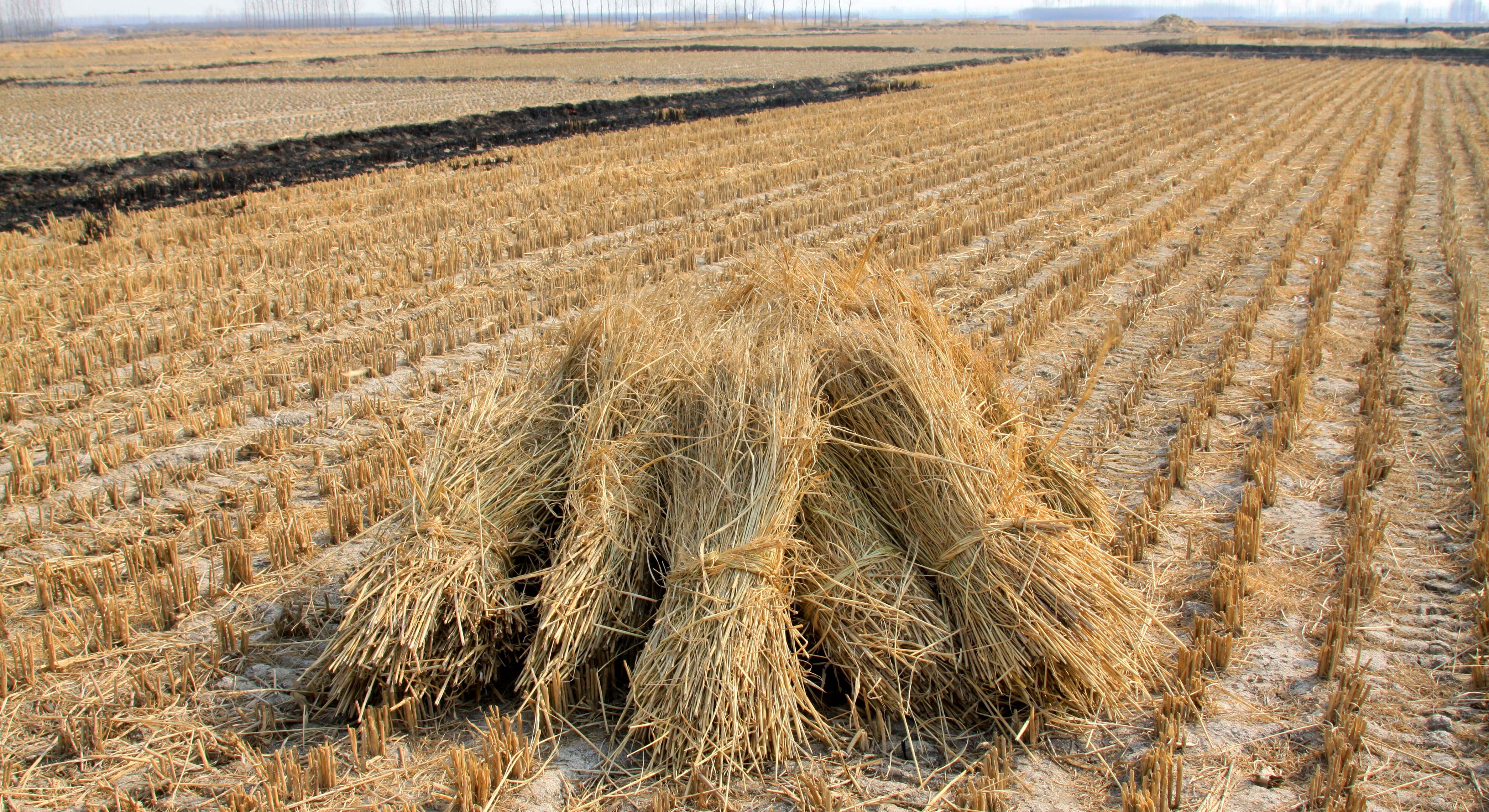 Paja en los campos de arroz. / Foto: iStock