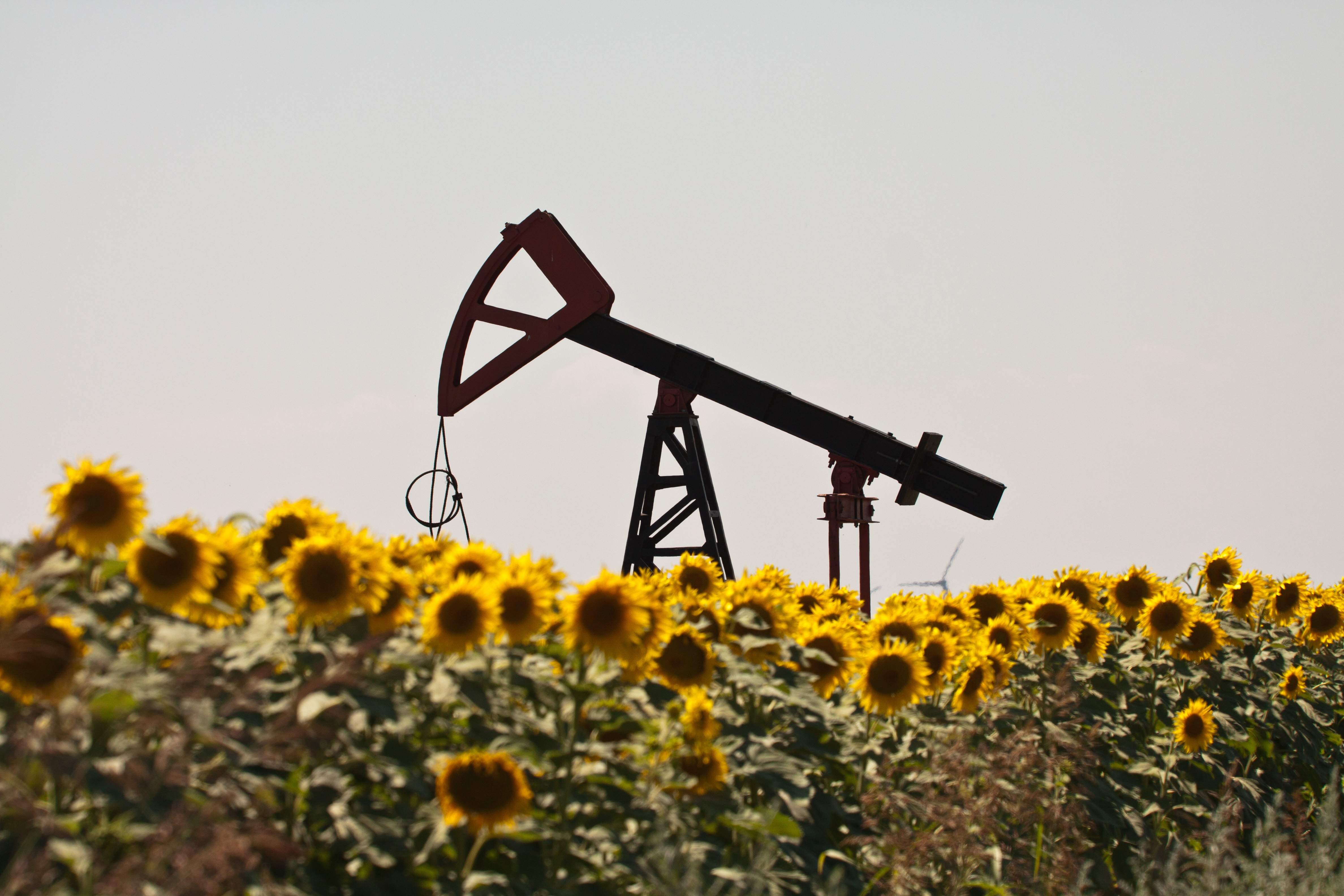 martillo-girasoles.jpg