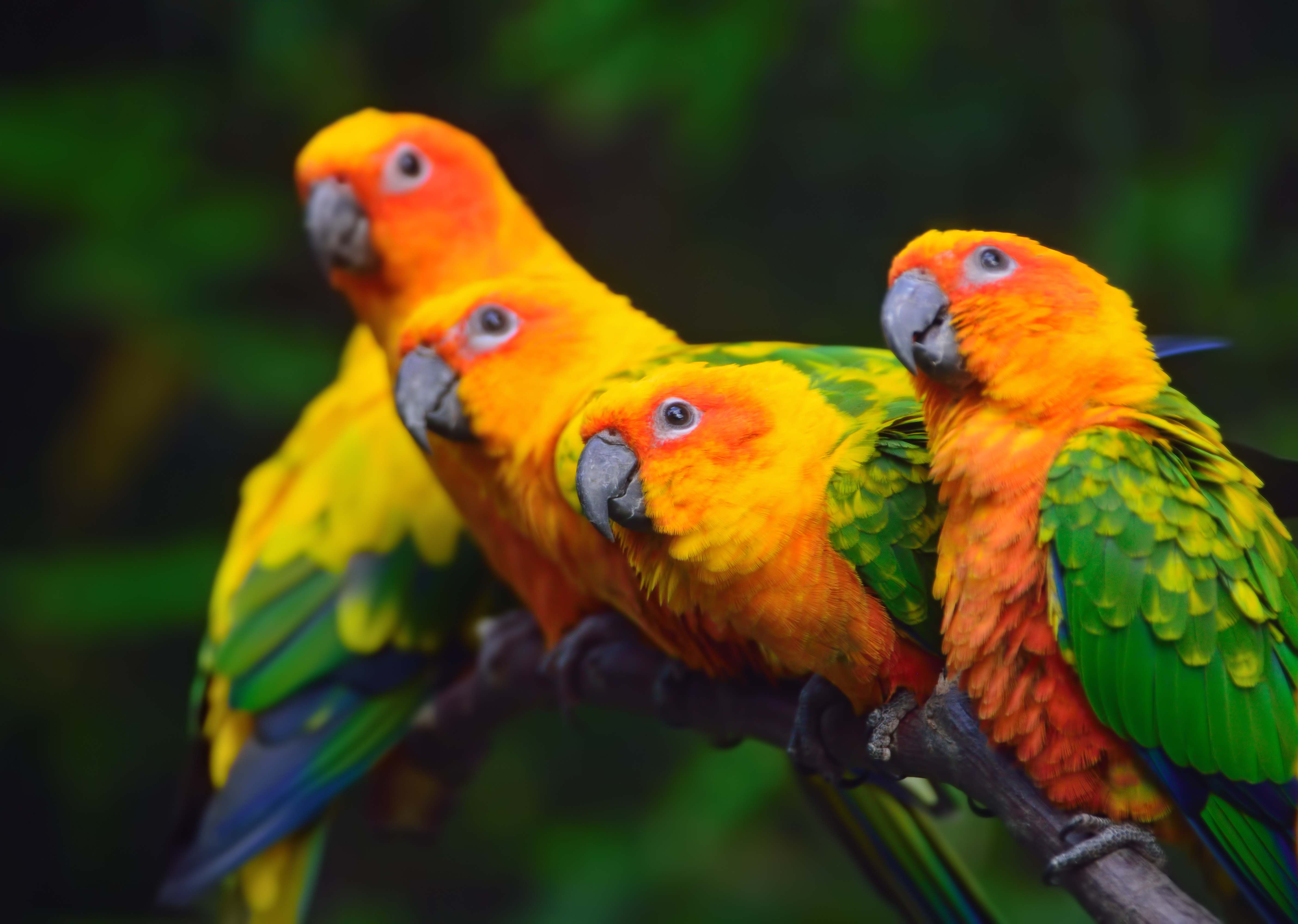 Loros.Animales.Exóticos.