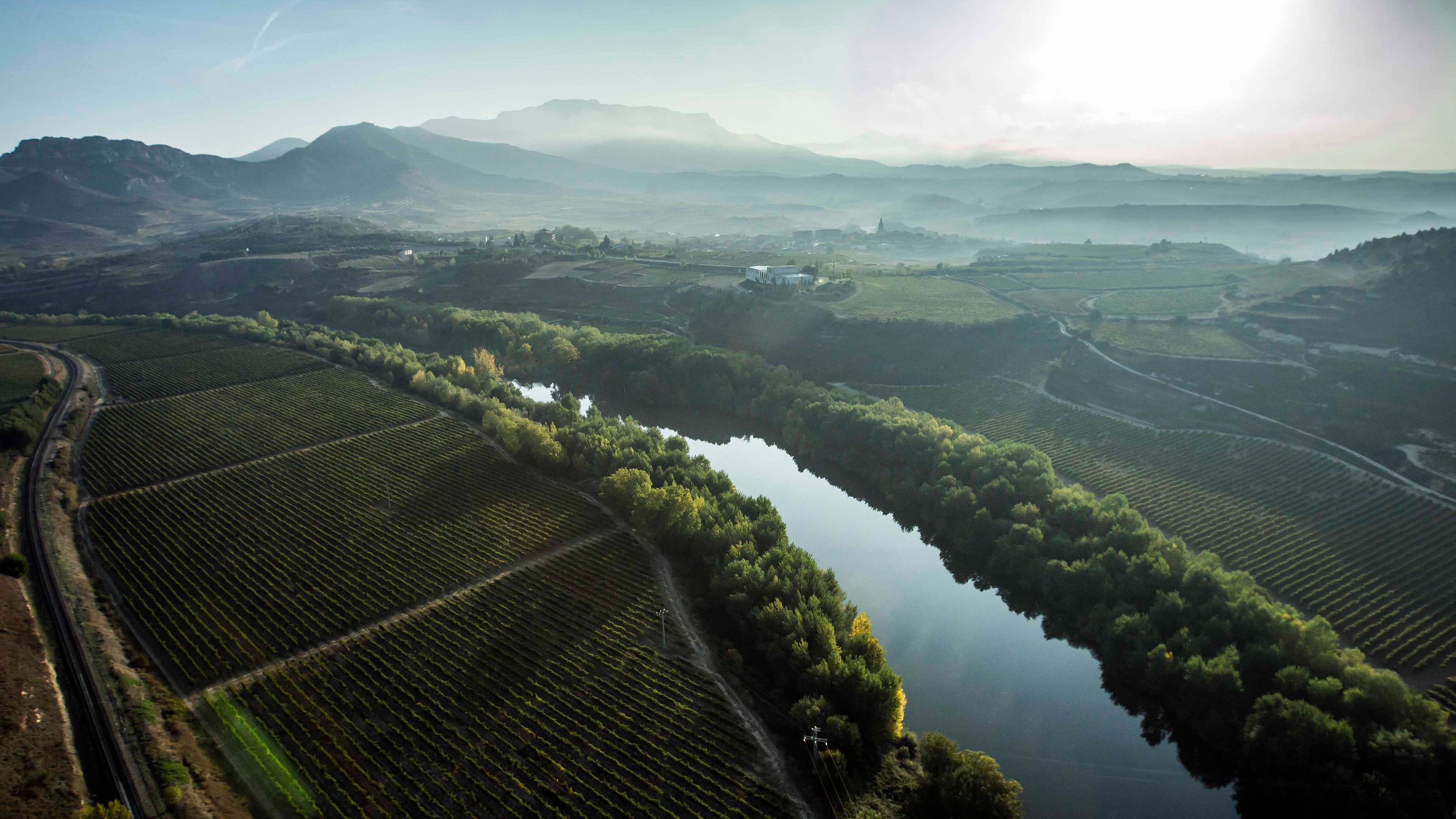 Viñedos en Rioja