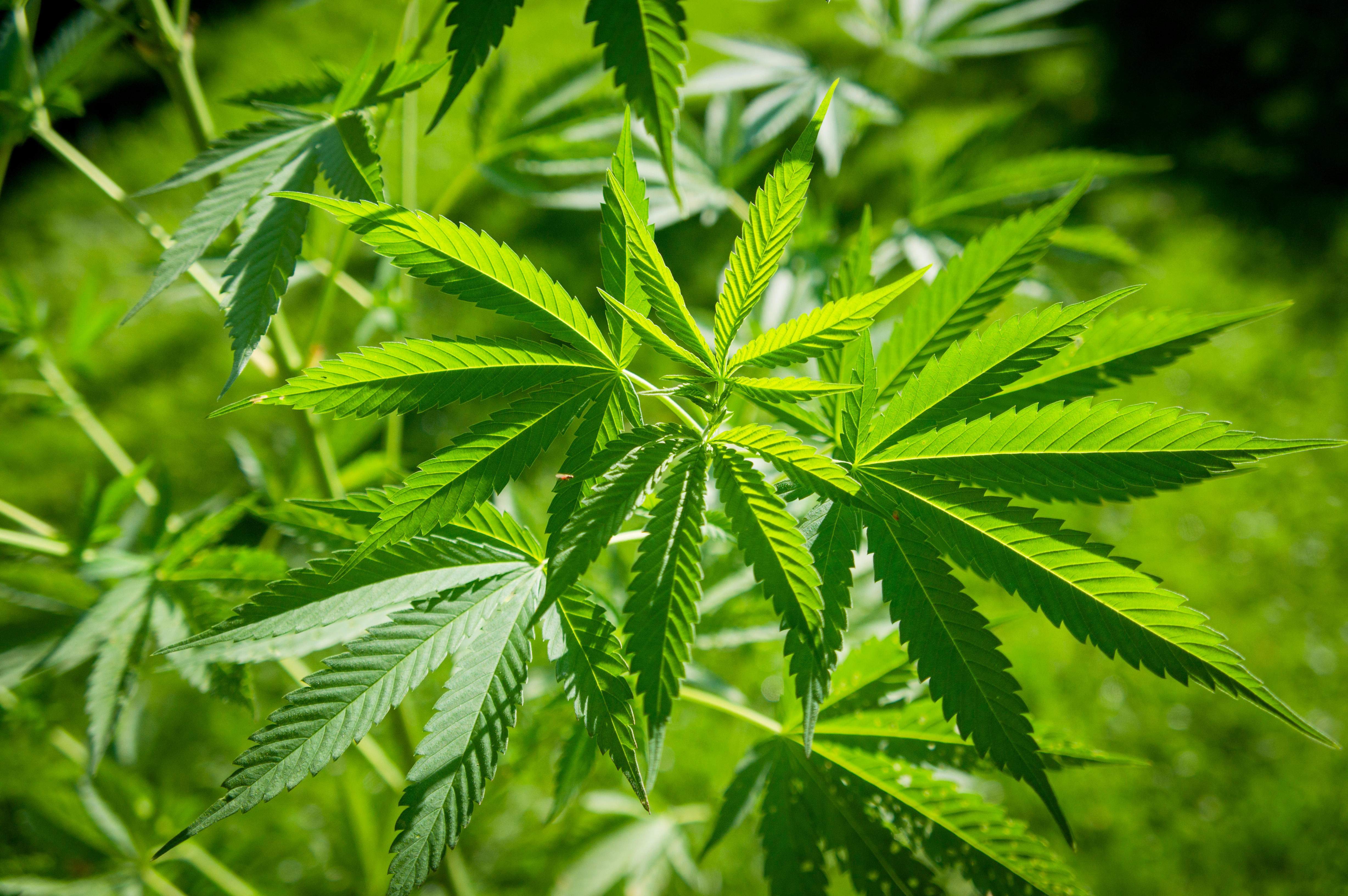 La marihuana protagoniza la nueva burbuja financiera: los productores de cannabis suben al ritmo del bitcoin en sus mejores tiem
