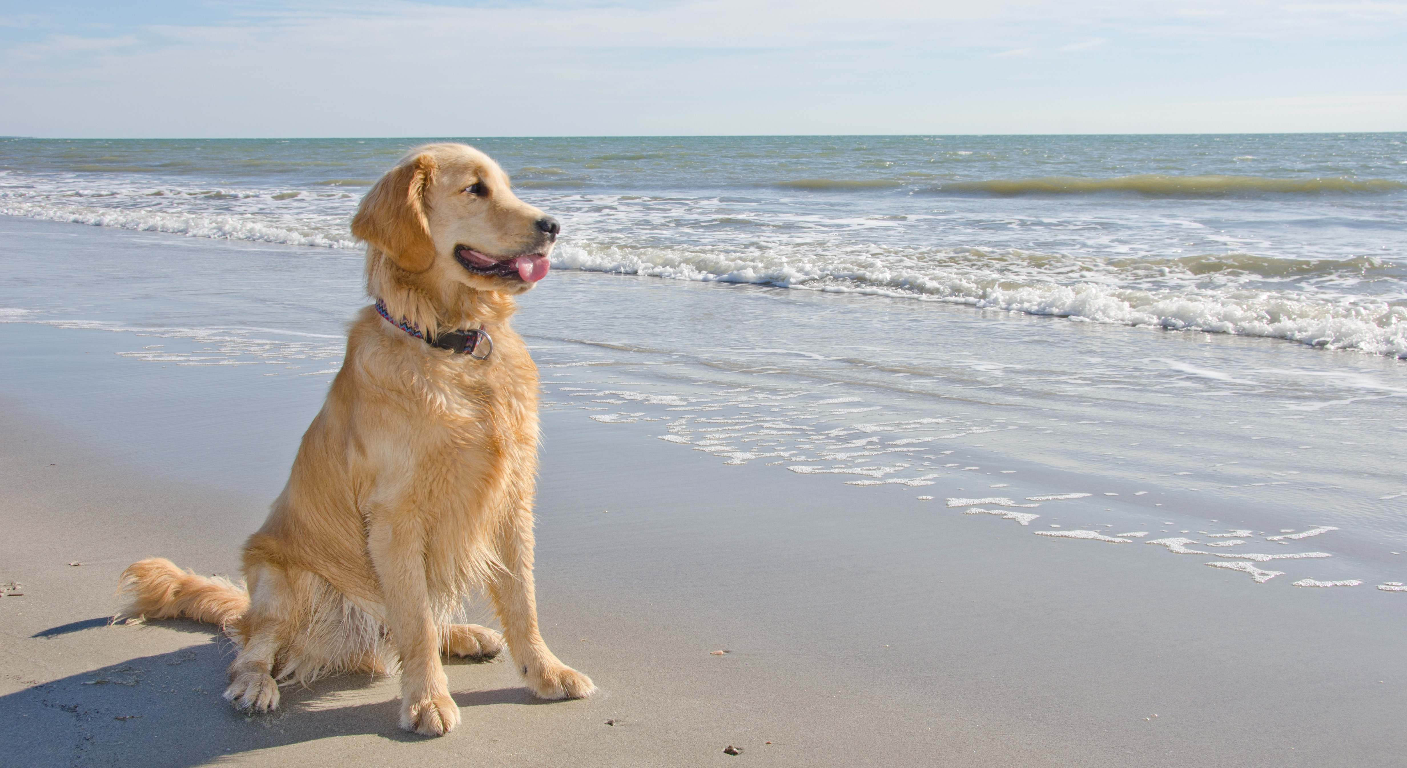 Golden Retriever cachorro en la playa