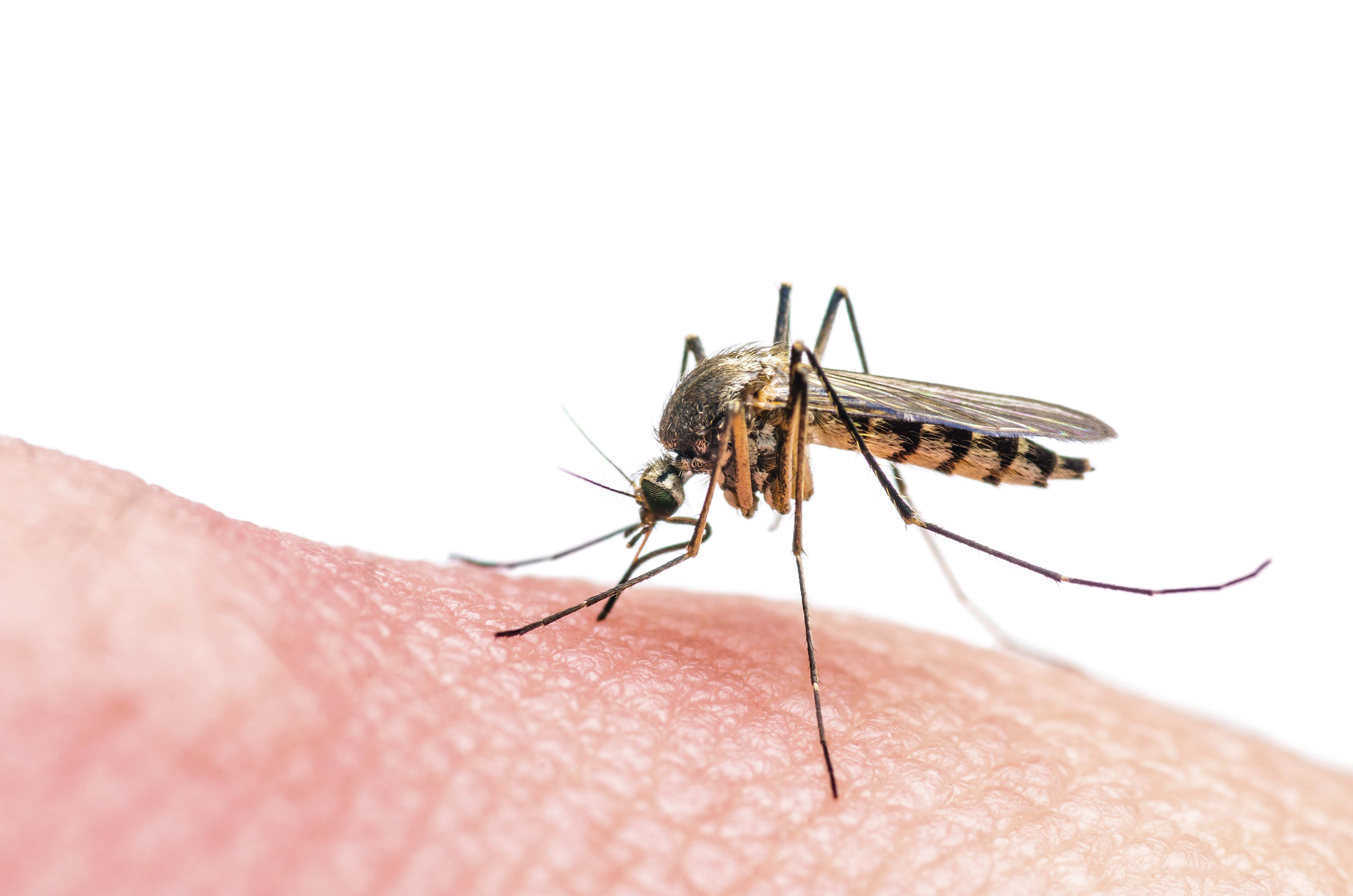 mosquitomalaria