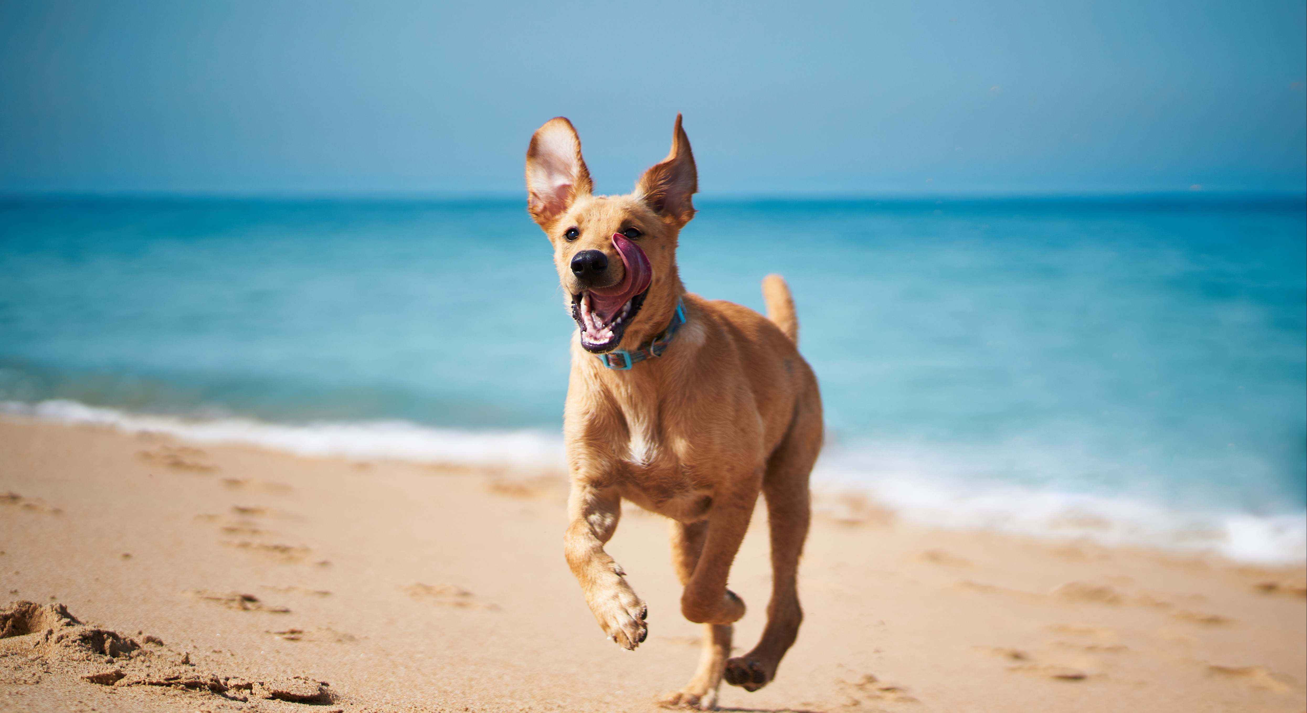 Perro corriendo feliz por la playa