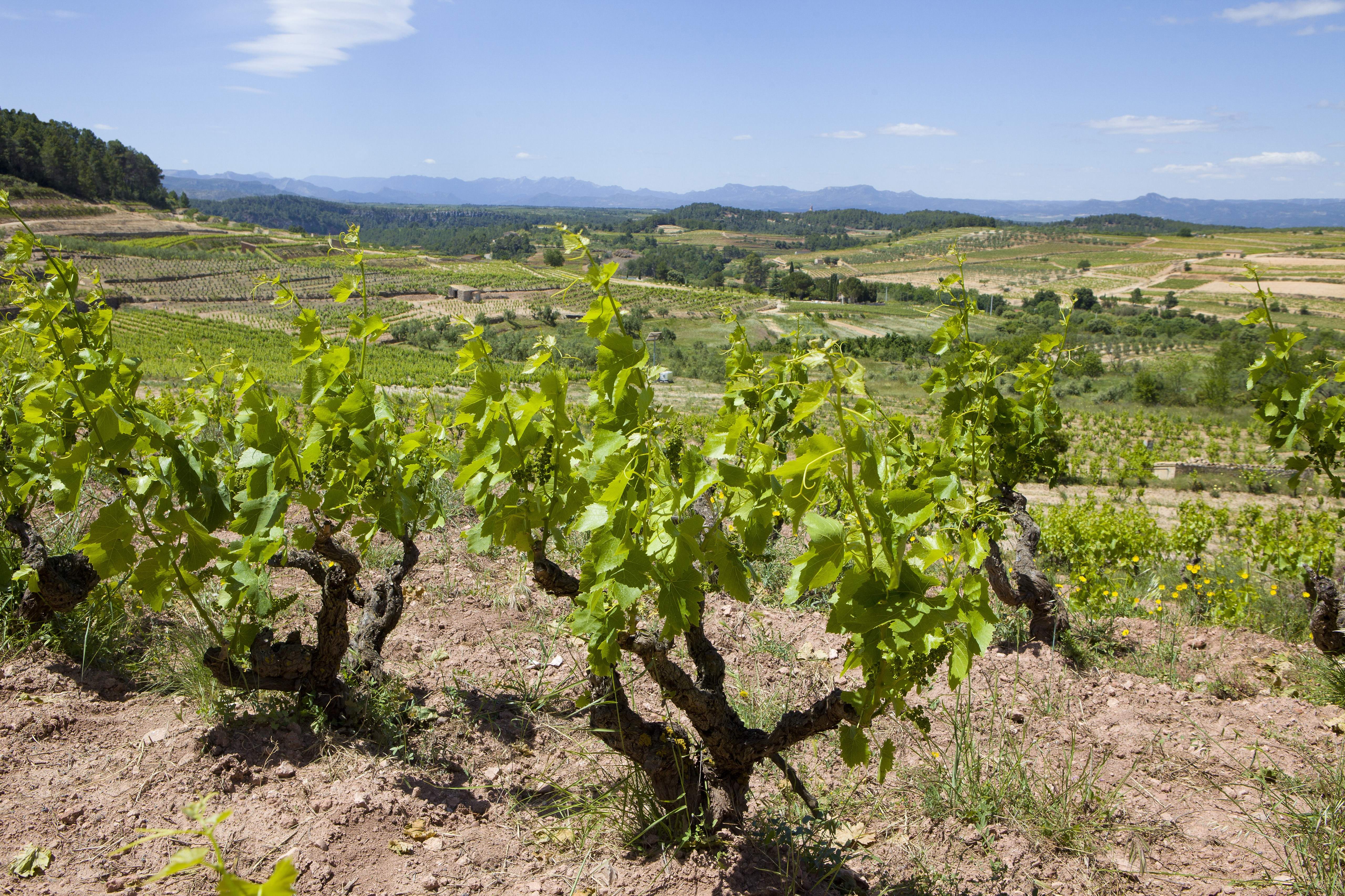 garnacha-1.jpg