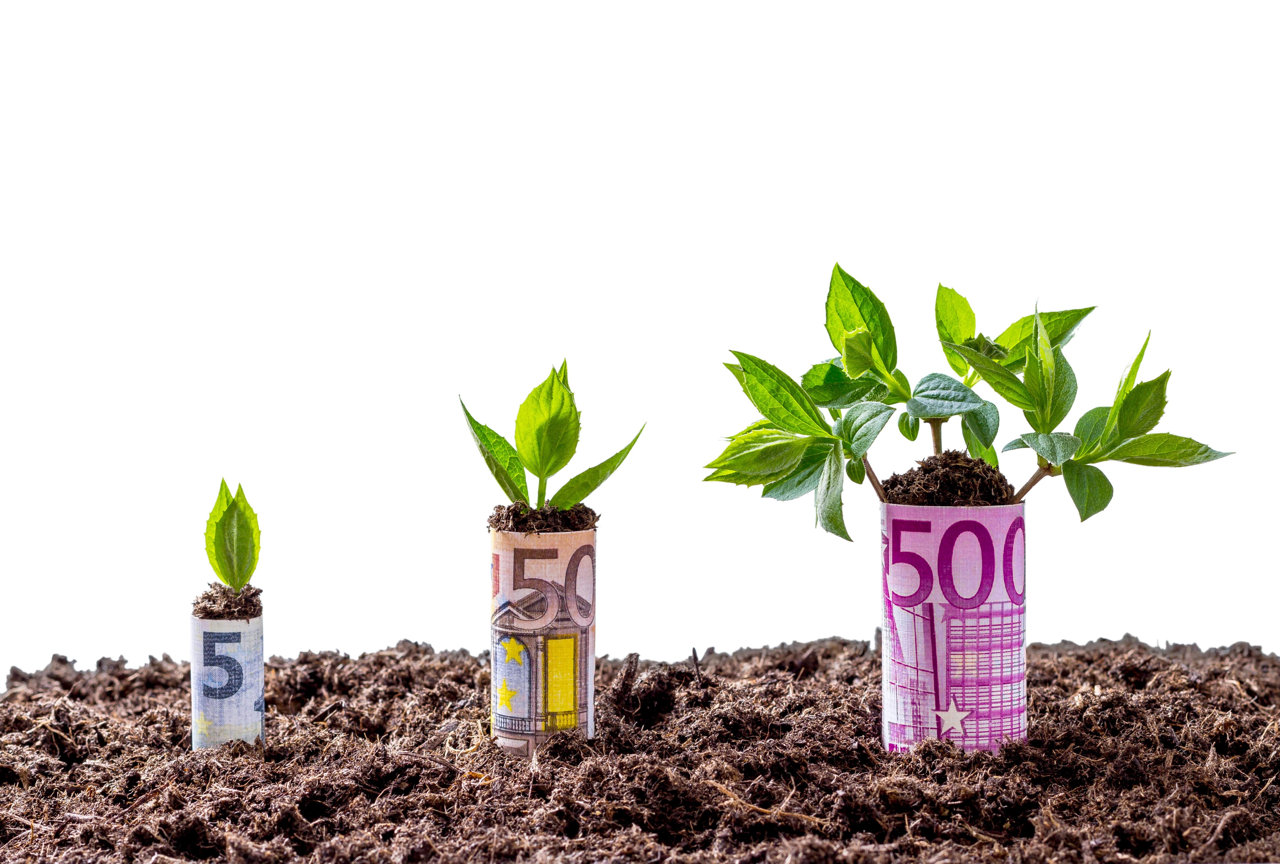 rentabilidad-euros-plantas.jpg