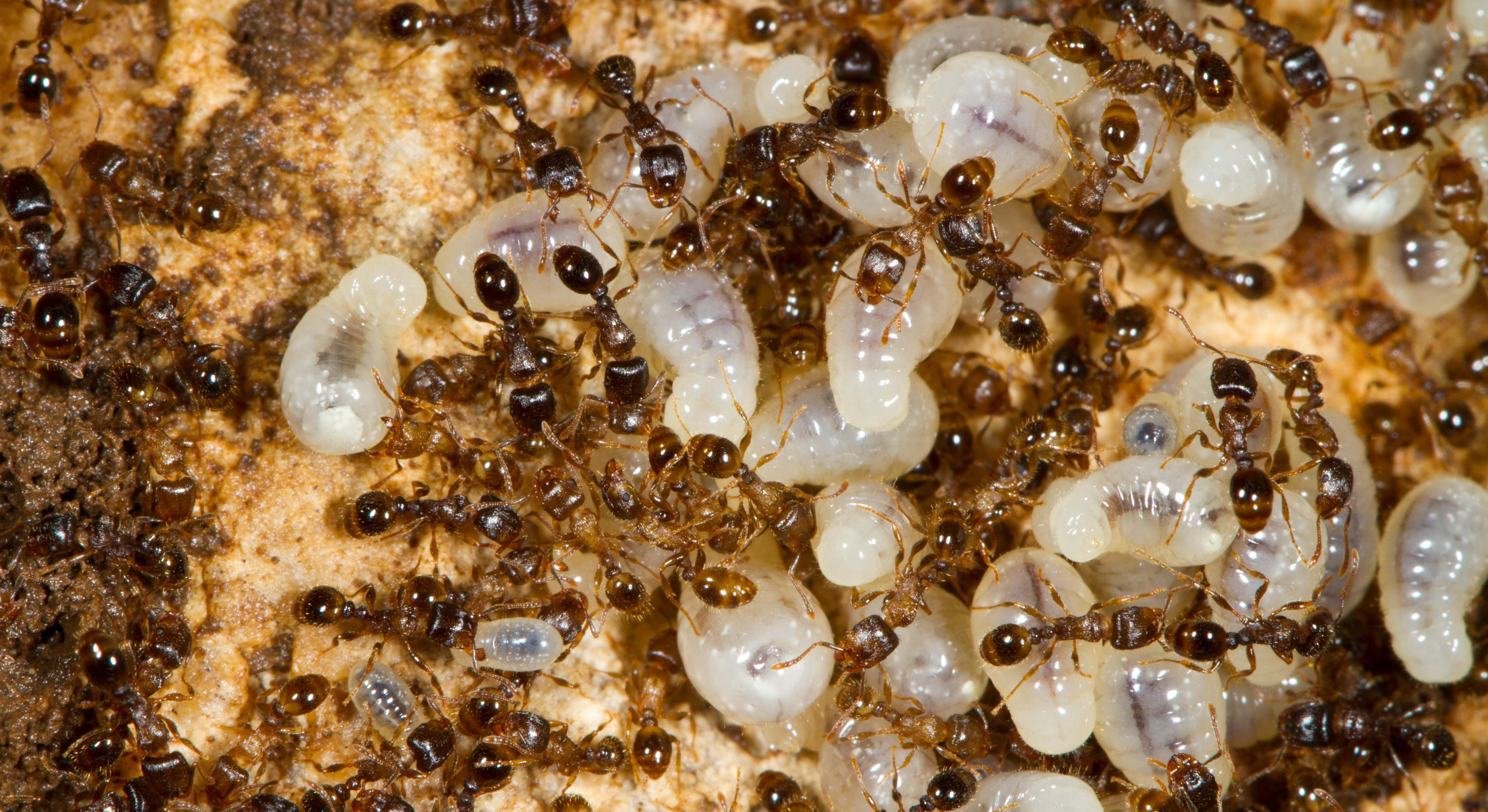 Hormigas