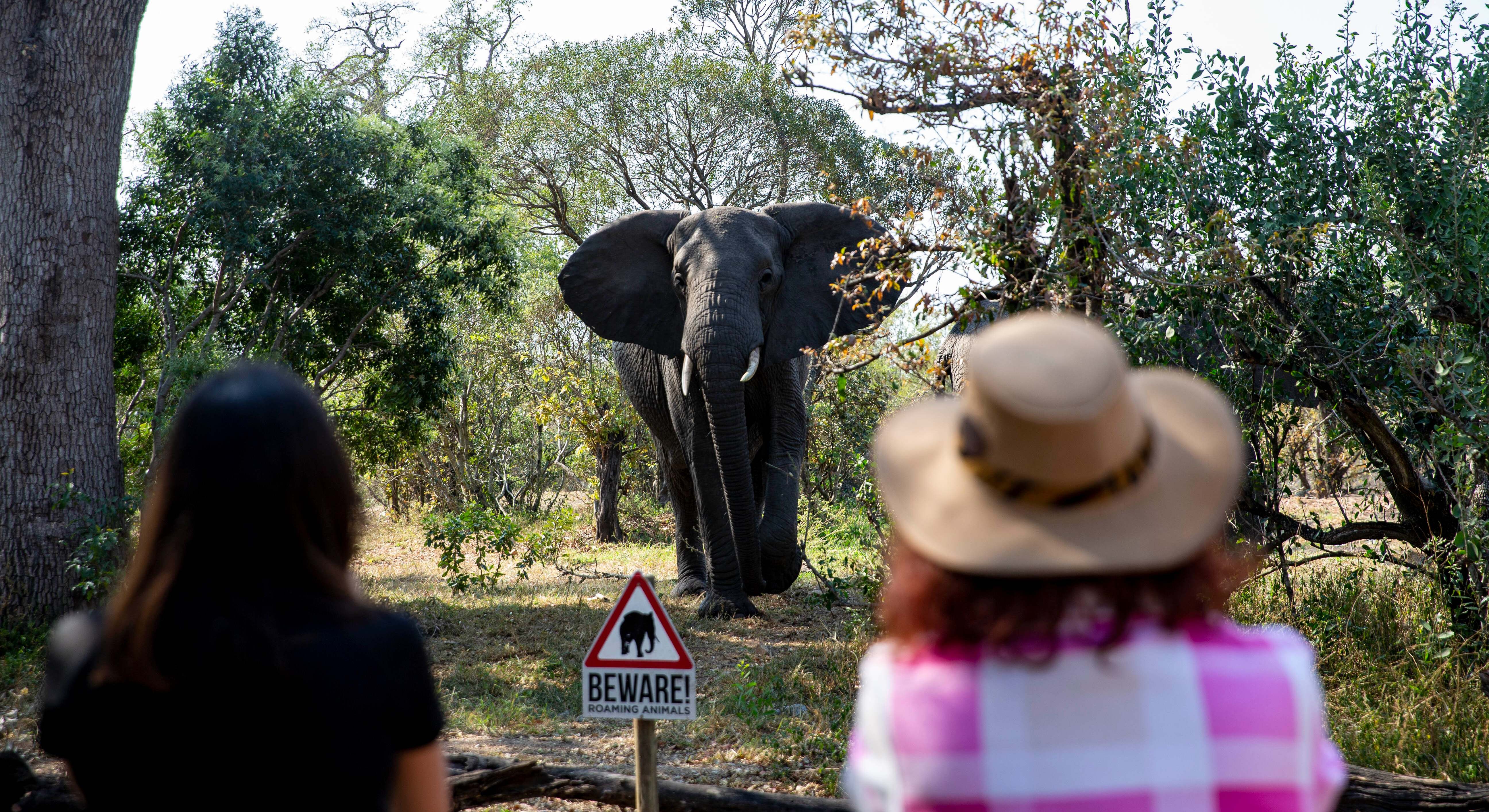 Elefante.