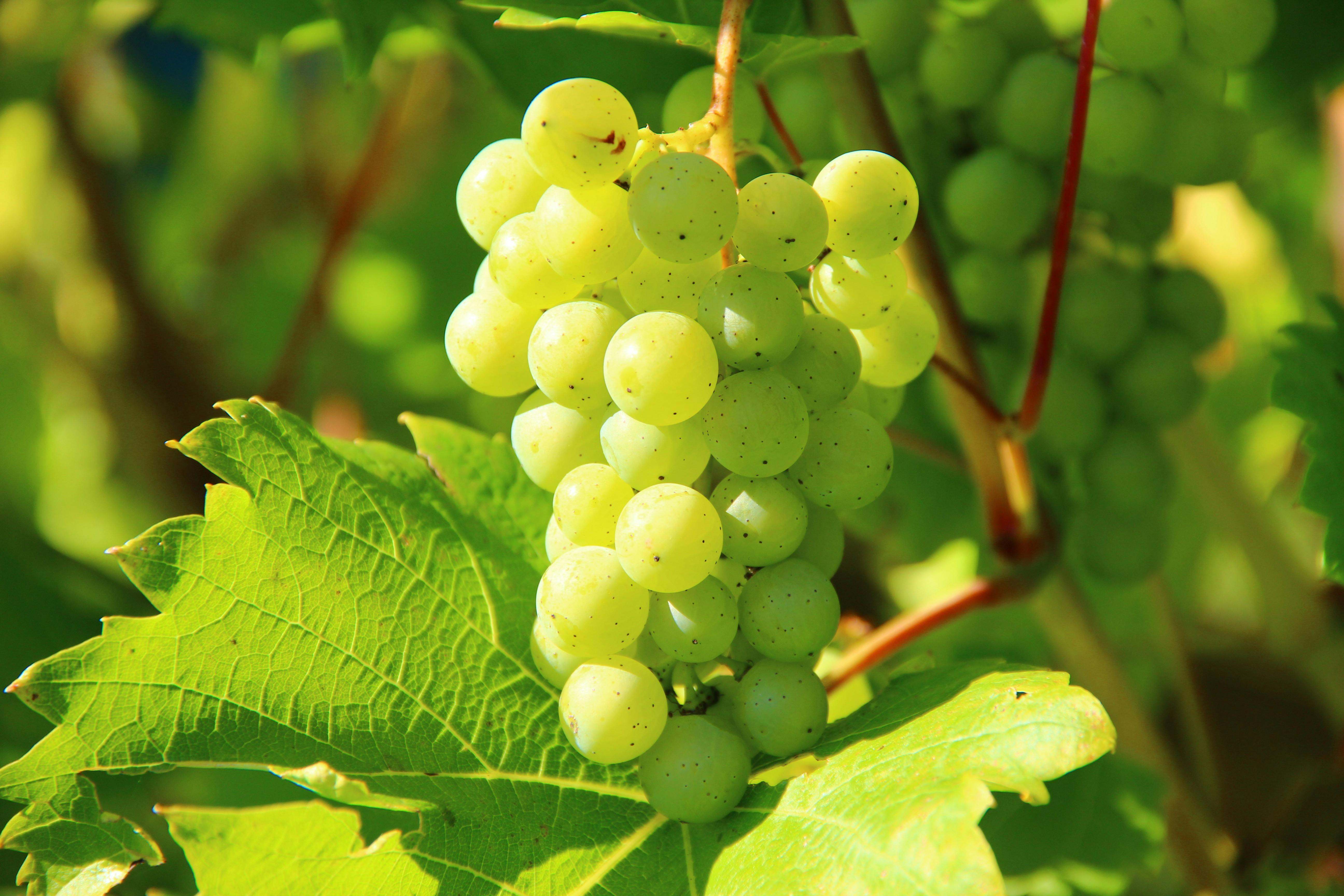 Las uvas son una fuente excepcional de energía y nutrientes