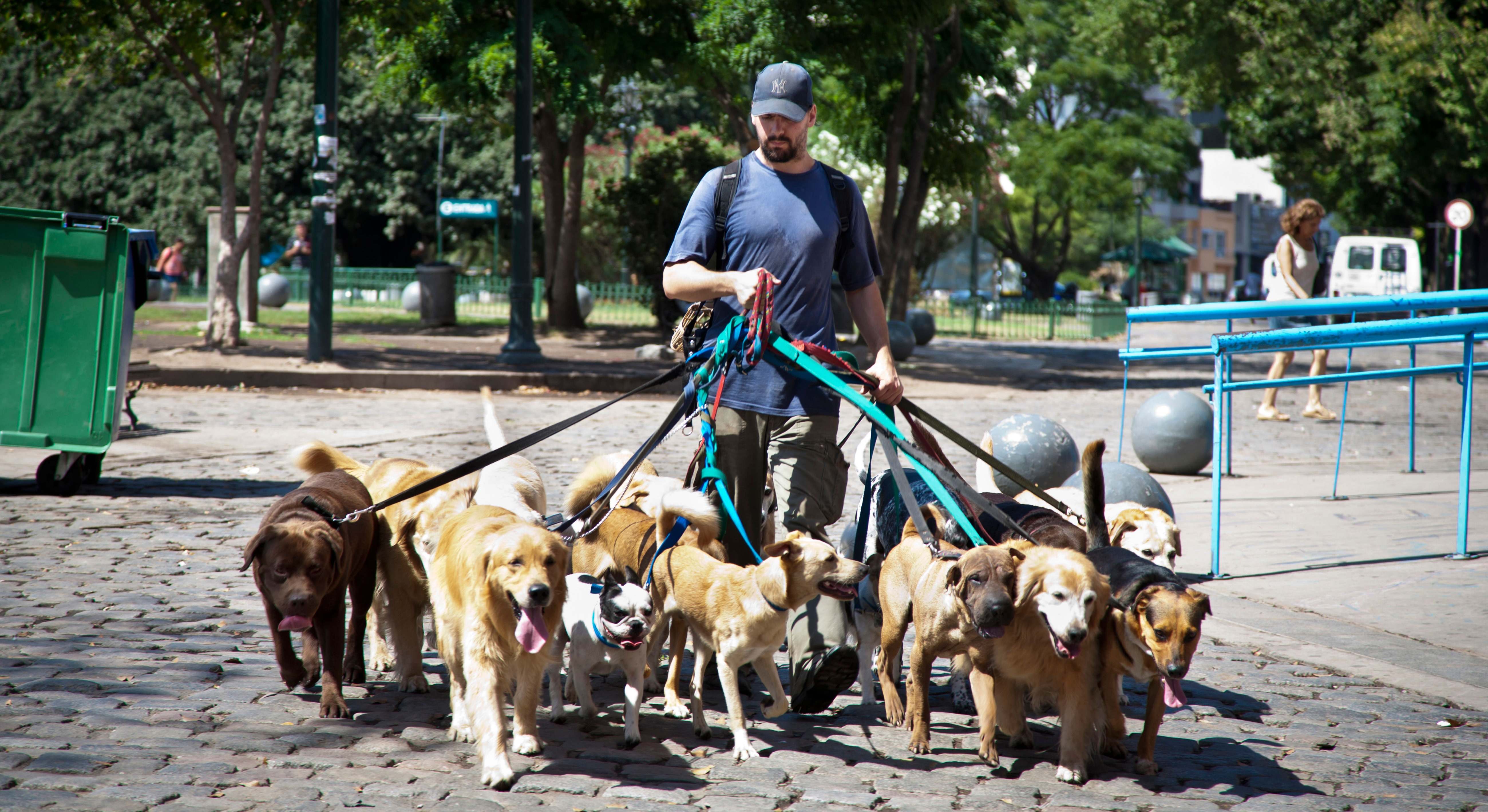 Hombre trabaja paseando perros
