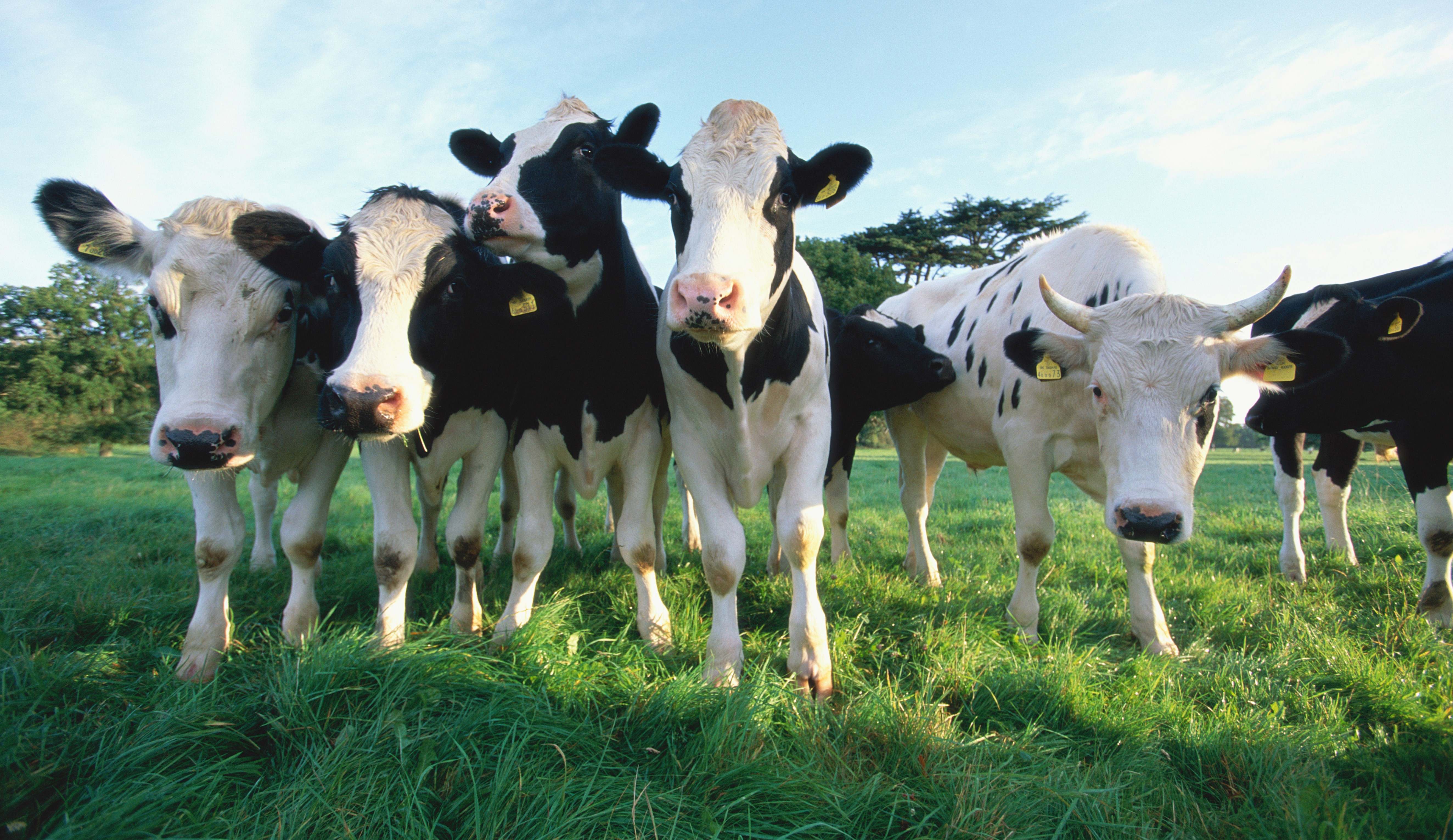 Vacas lecheras lactalis inversiones