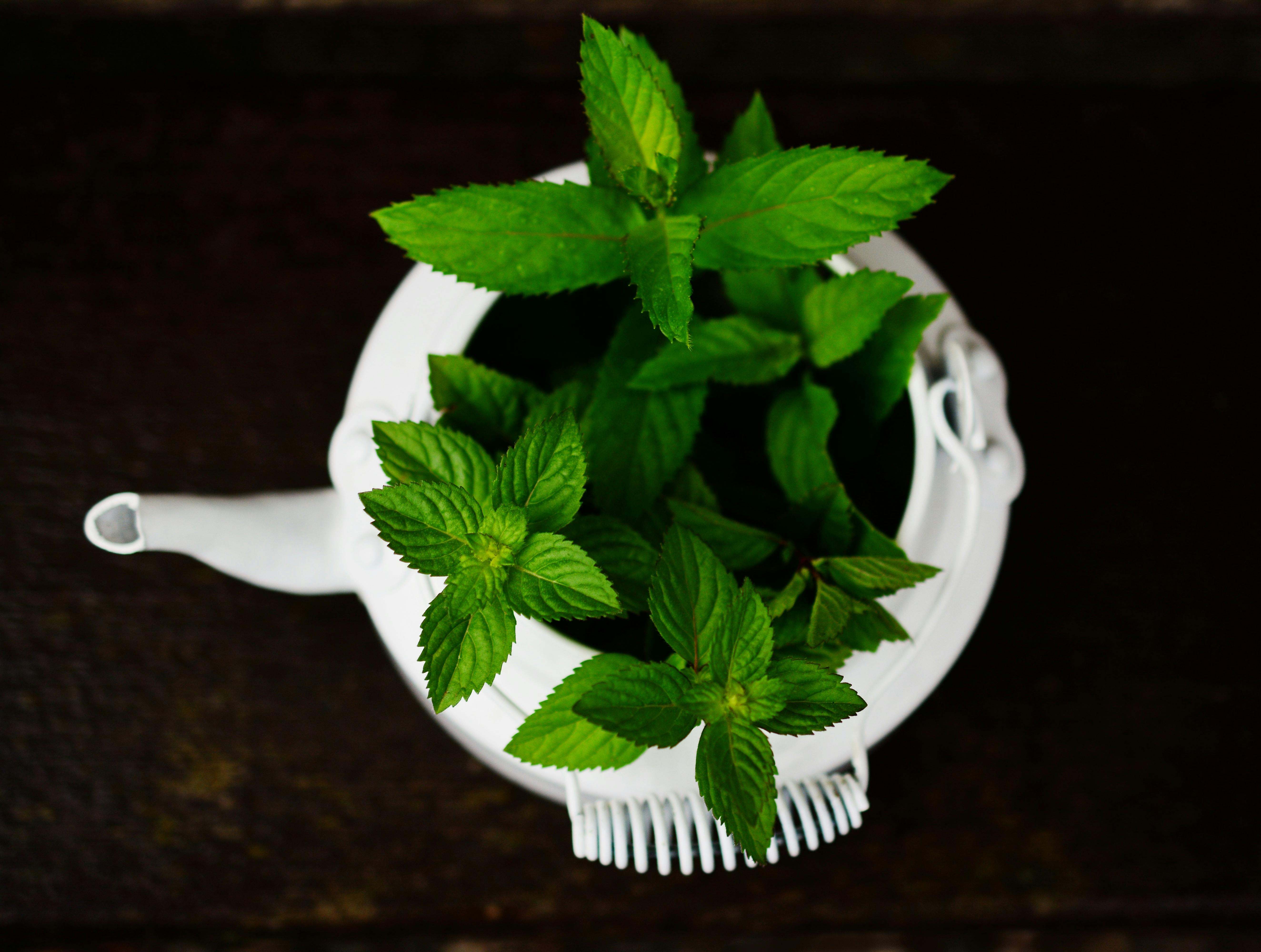 La menta es una planta aromática que está muy de moda en la actualidad