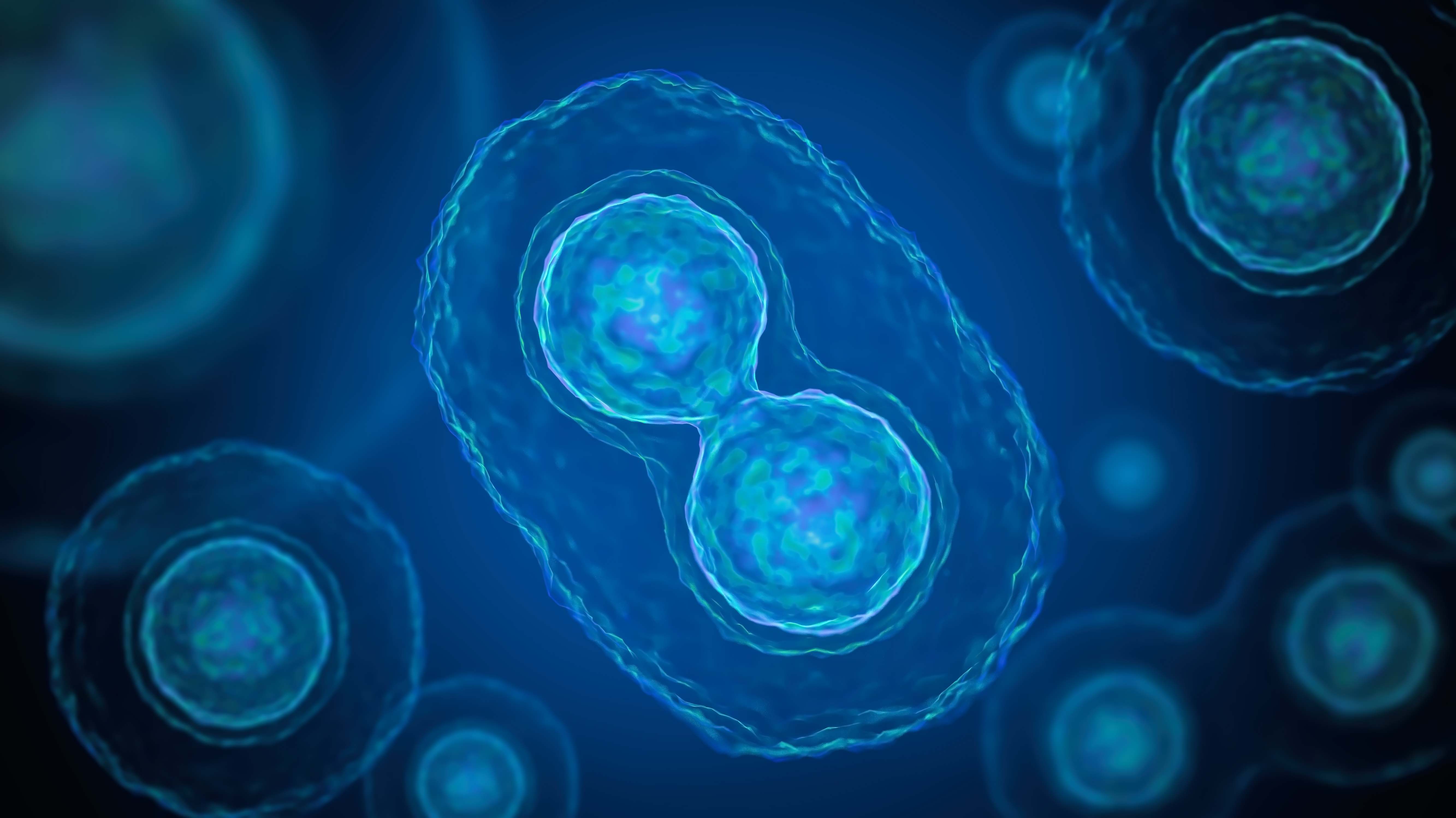 bacteria
