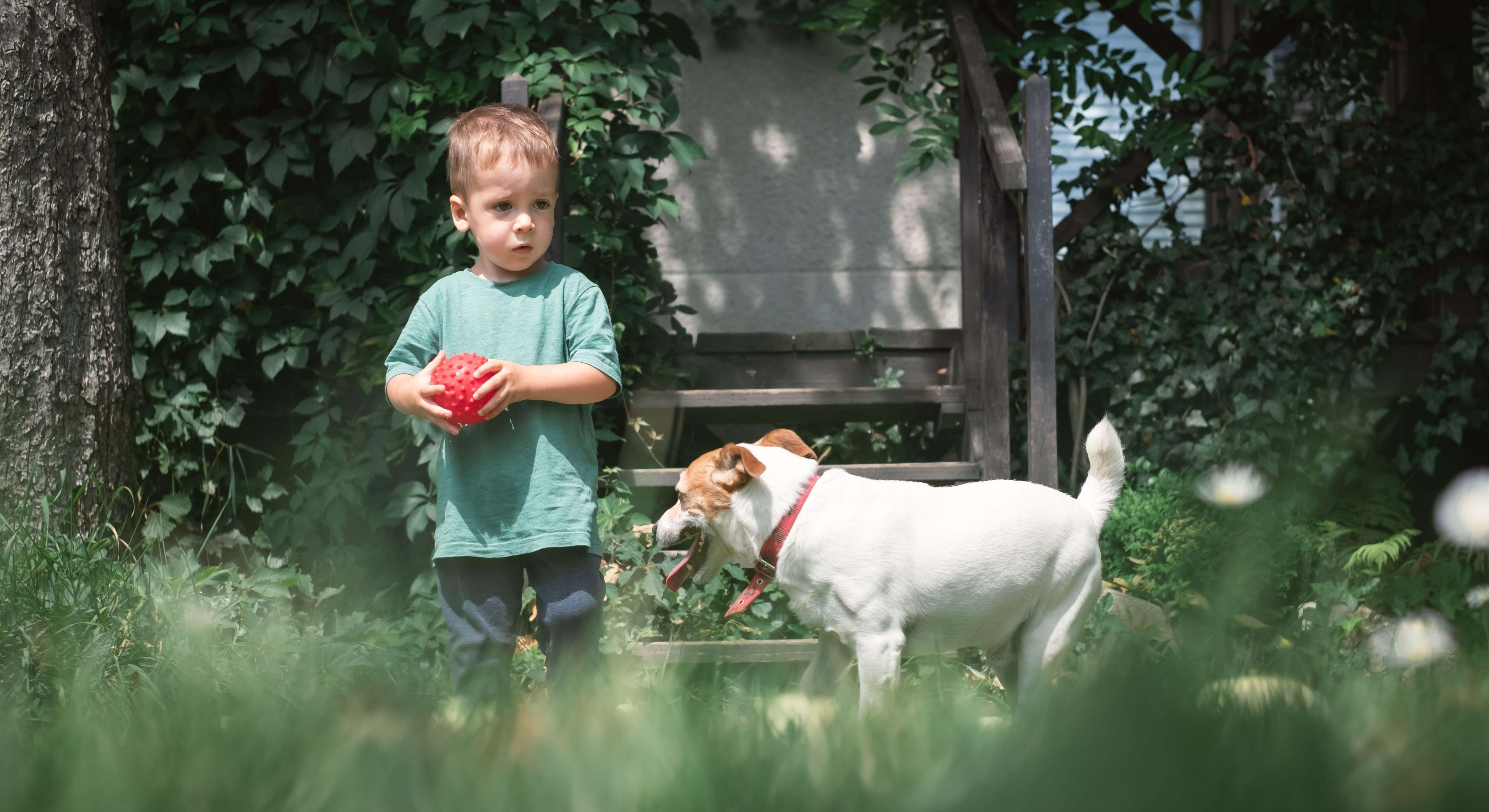Niño jugando con un perro