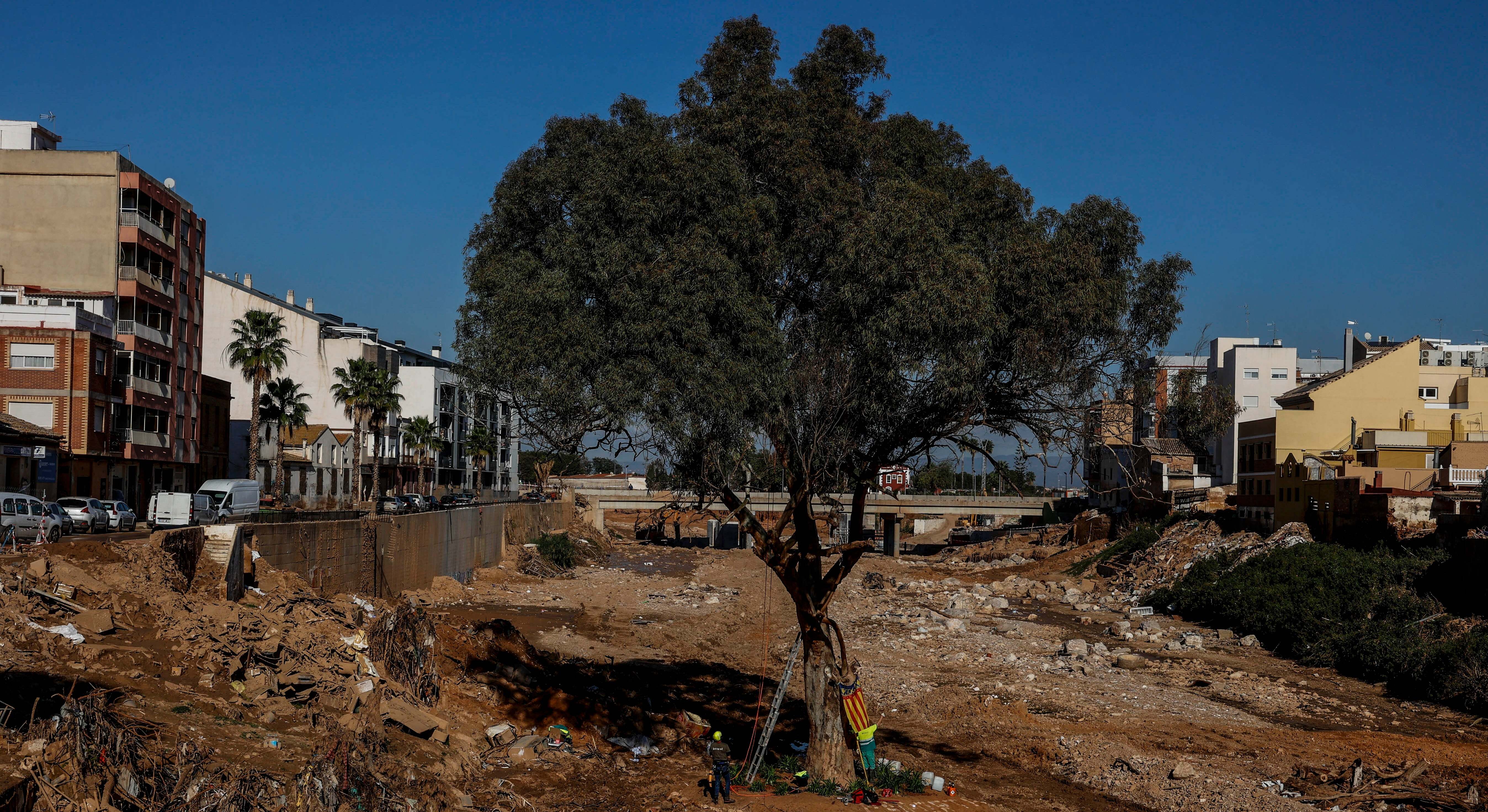 Árbol que resistió a la DANA en Paiporta. Foto: Rober Solsona / Europa Press.