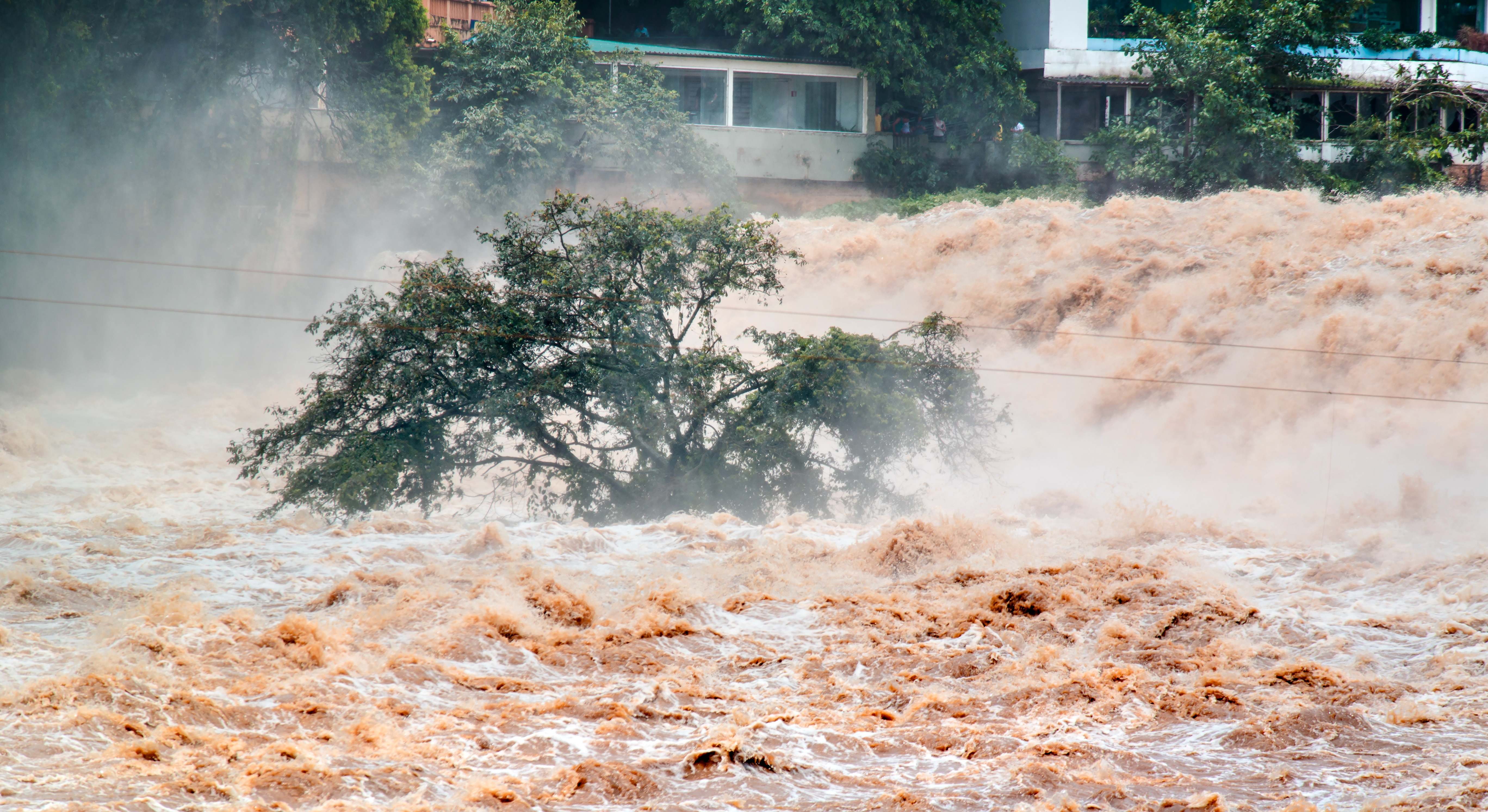 Arbol inundado