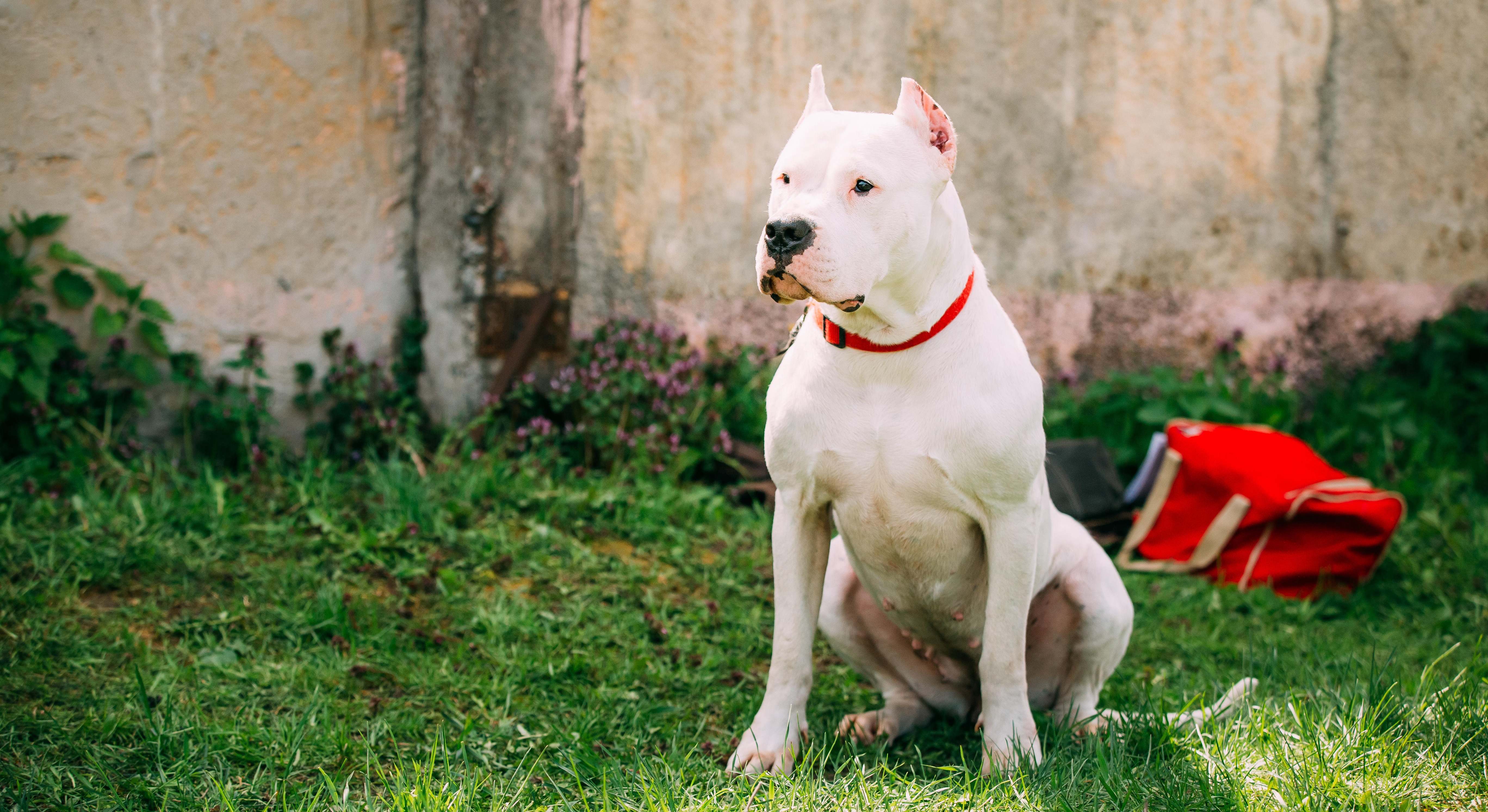 Dogo argentino