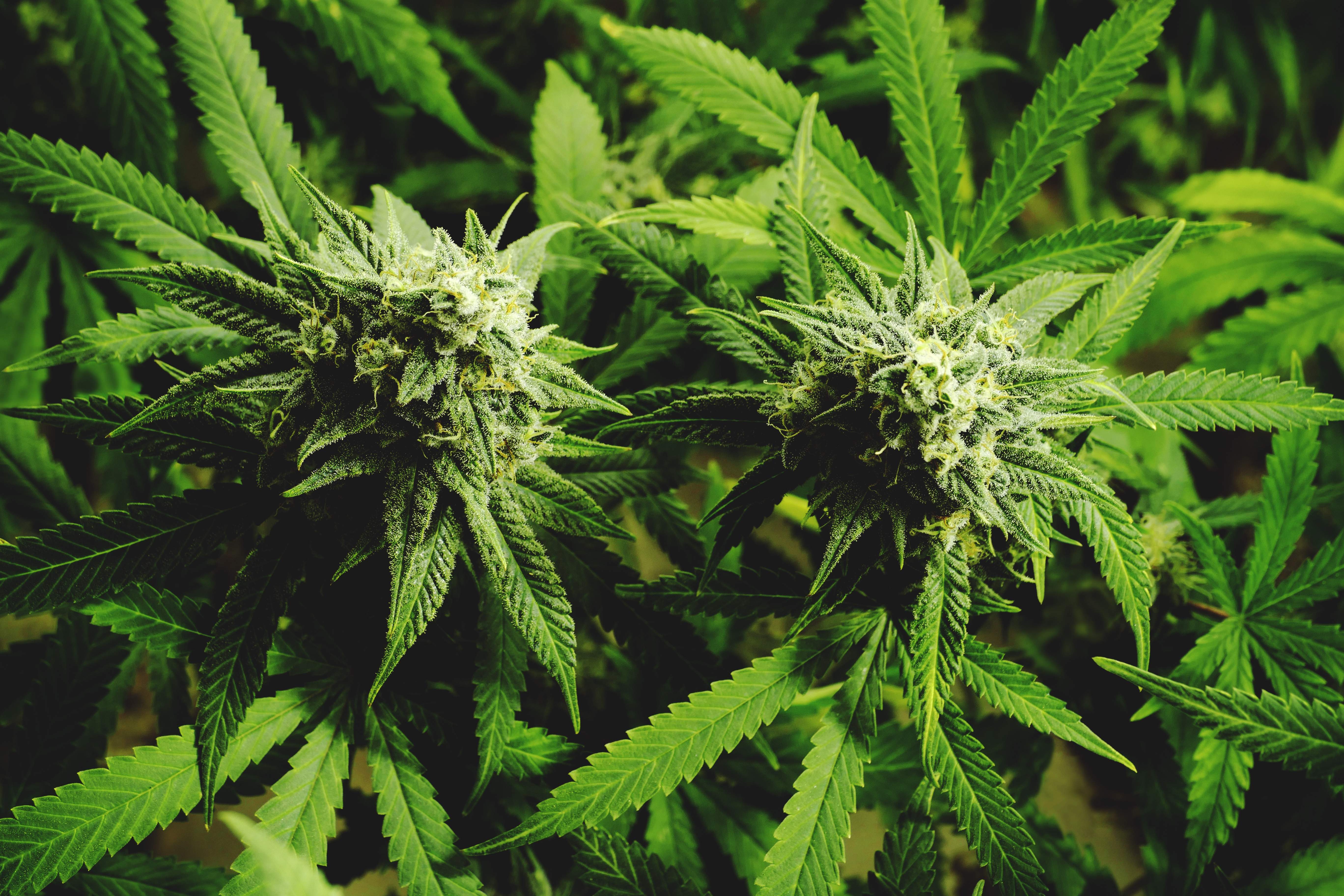 cannabis.jpg