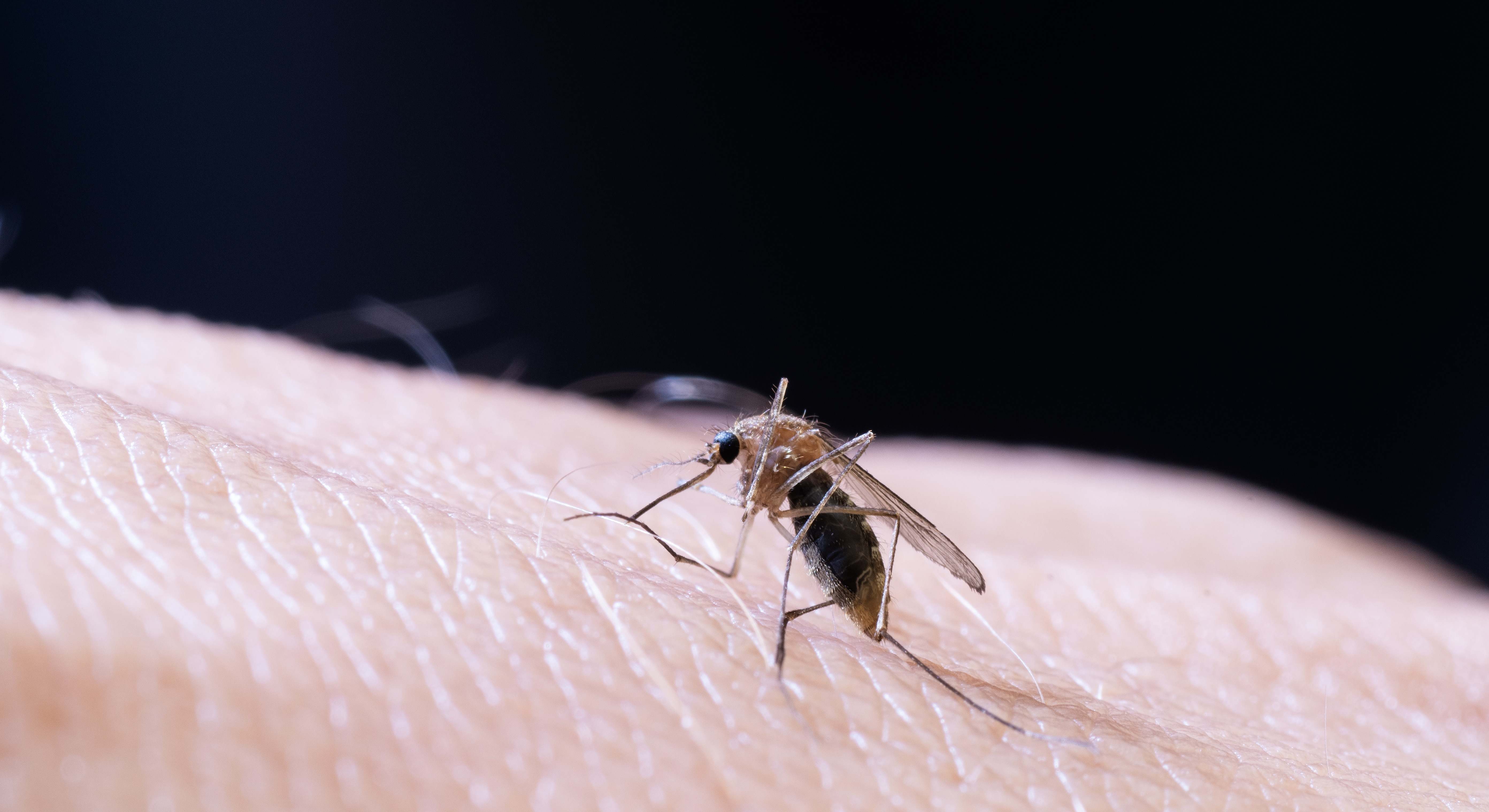 mosquitos
