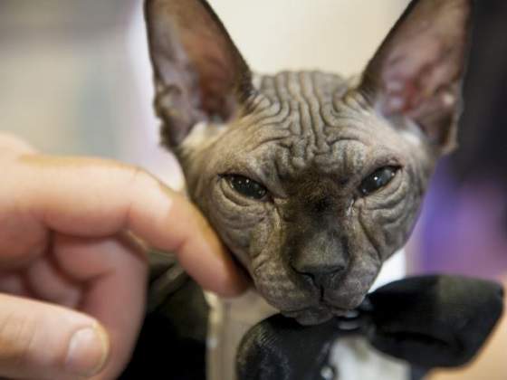 gato.jpg