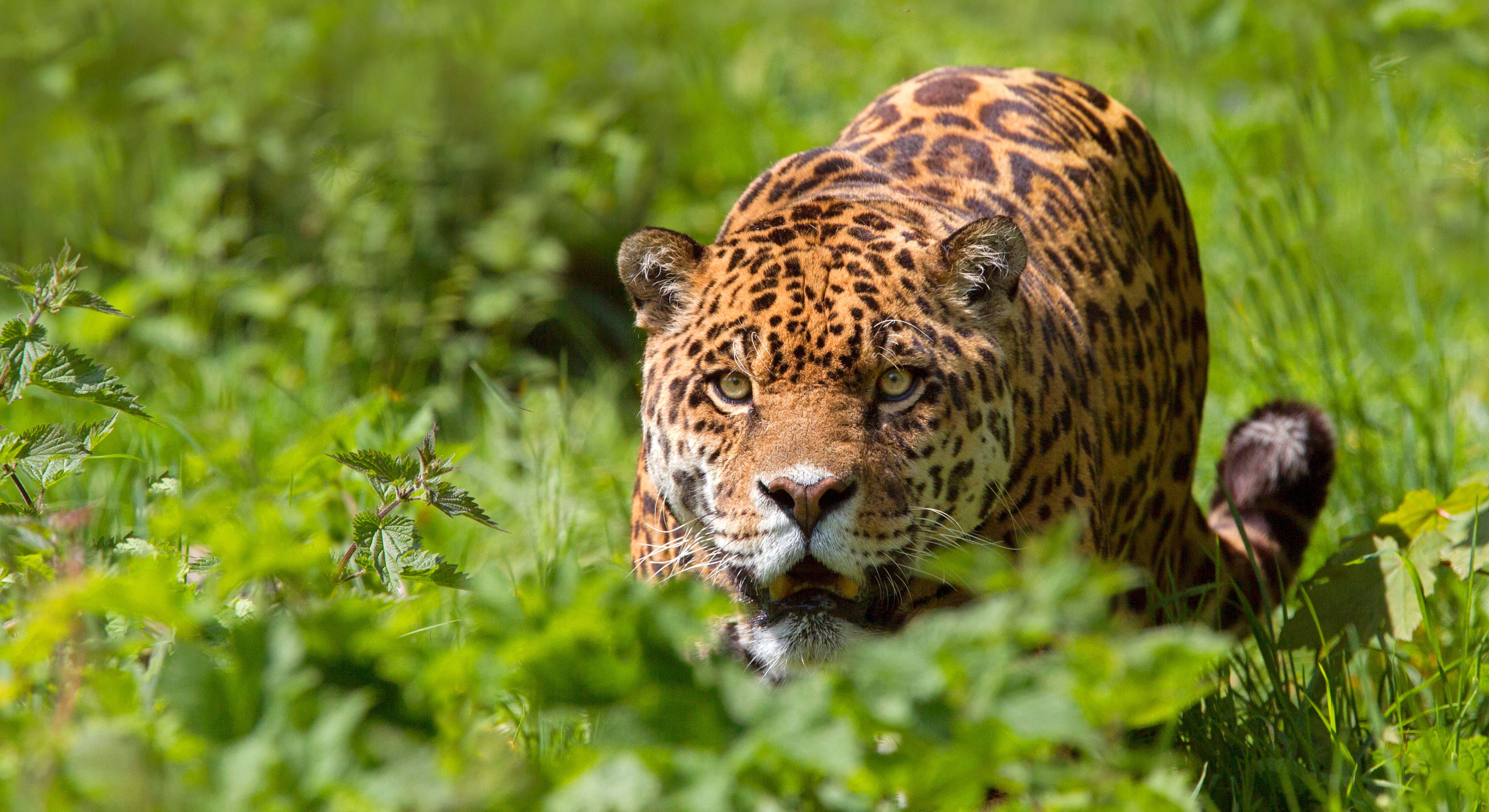 Ejemplar de jaguar en la zona de América Central