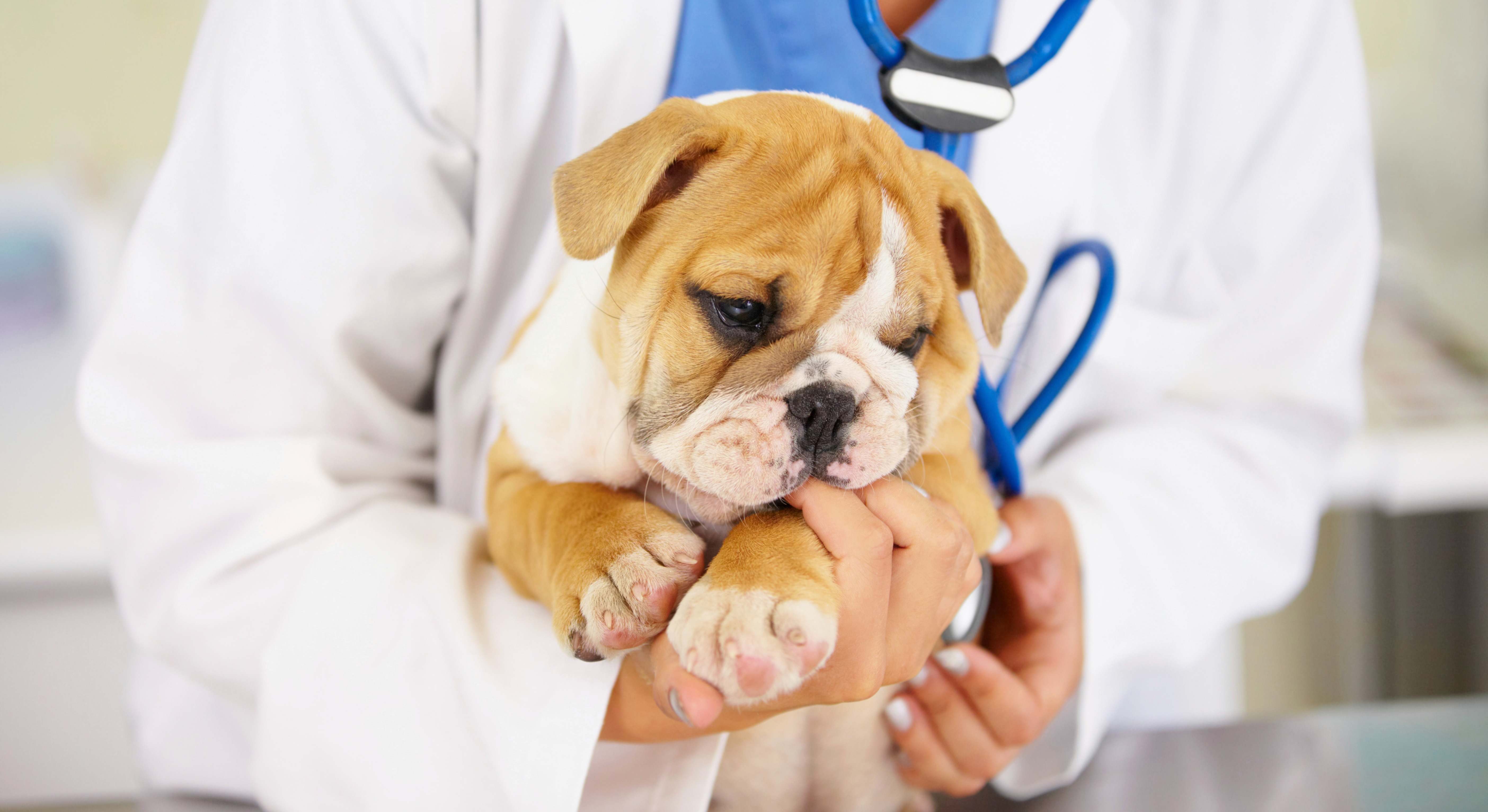 Veterinario atendiendo a un perro