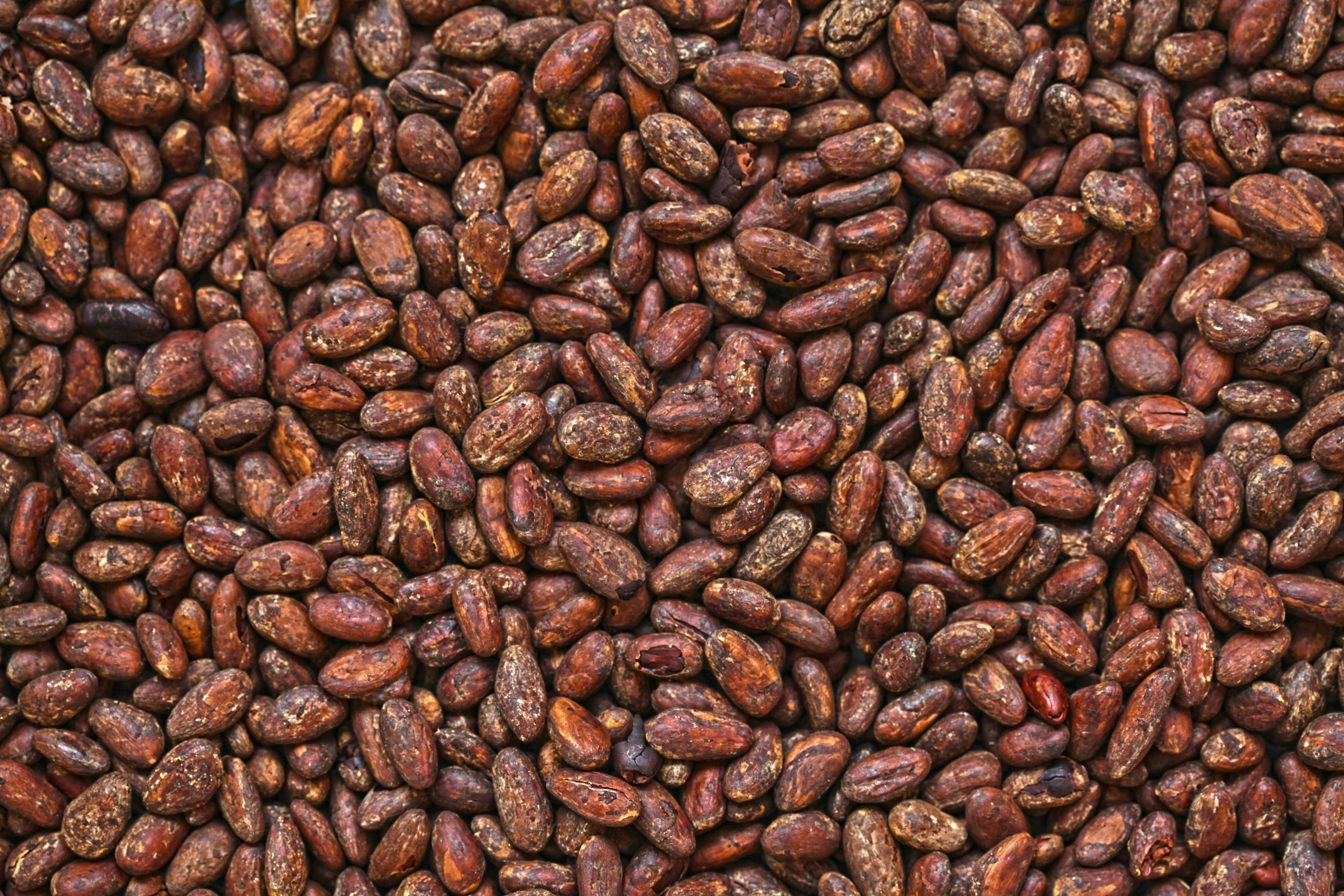 El cacao es un árbol de hoja perenne