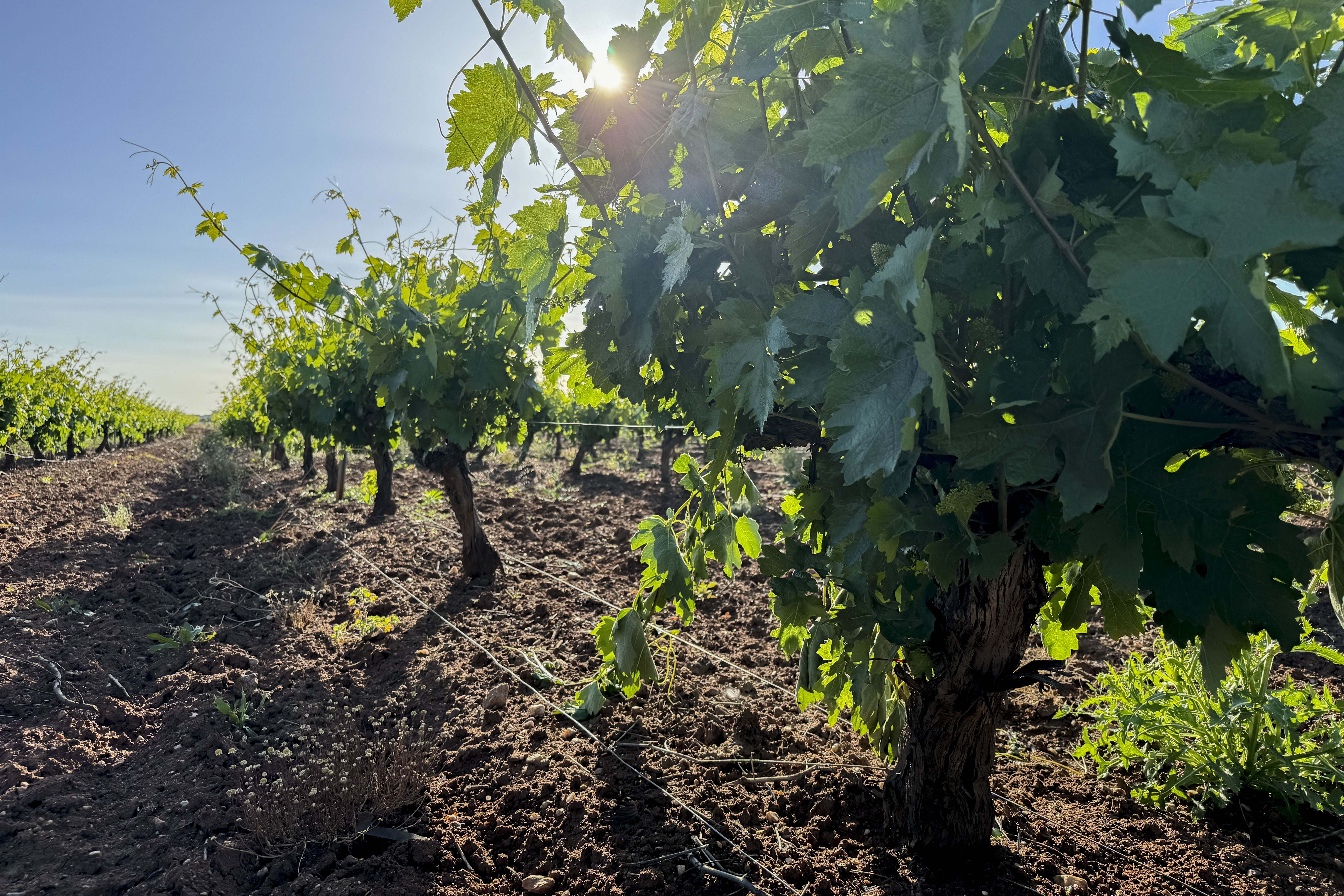 Viñedos de uva para elaborar cava