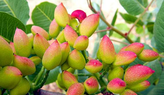 Imagen-iStock-490069658.jpg