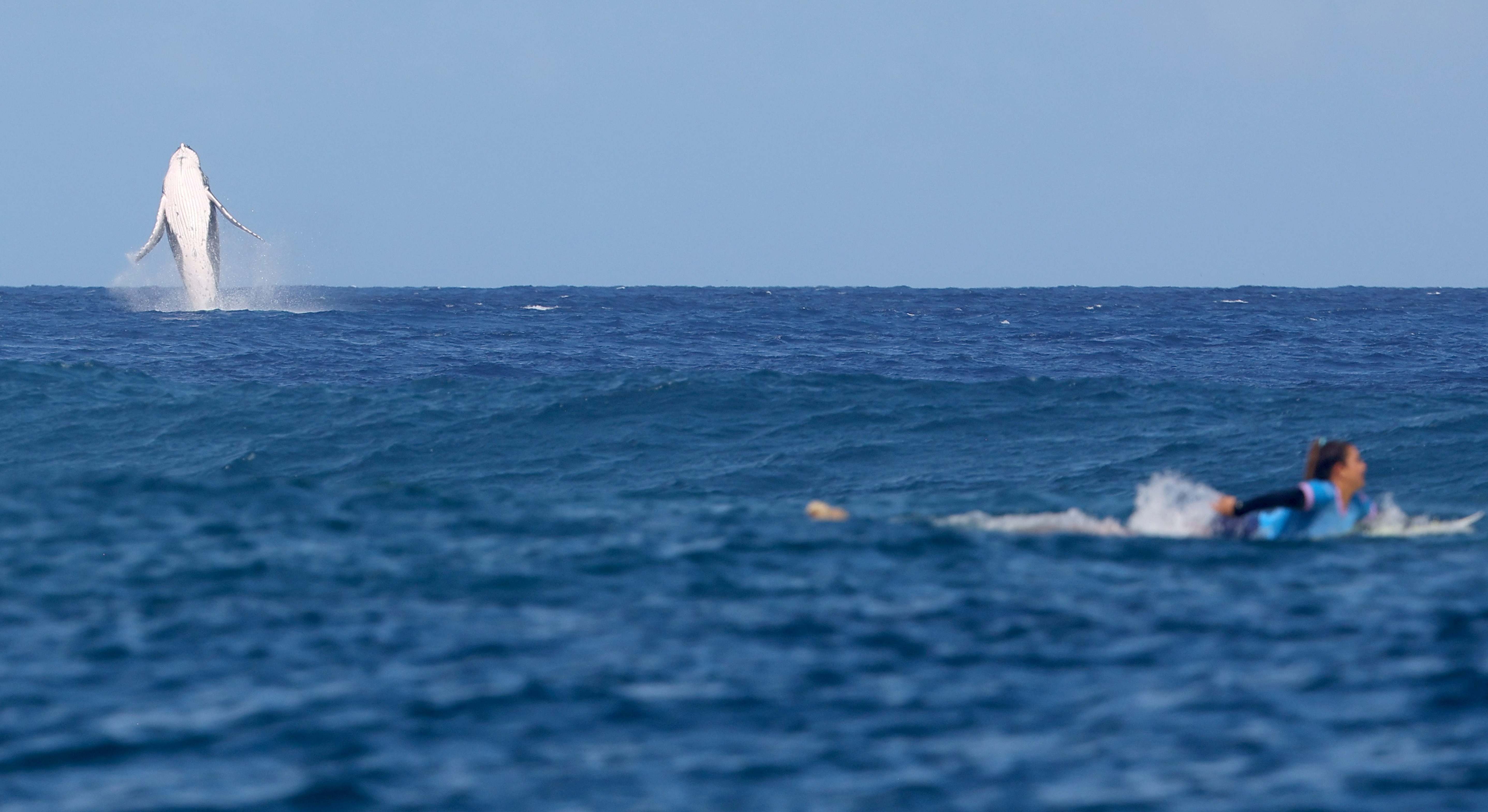 Una ballena salta en la lejanía mientras se disputa una competición de surf