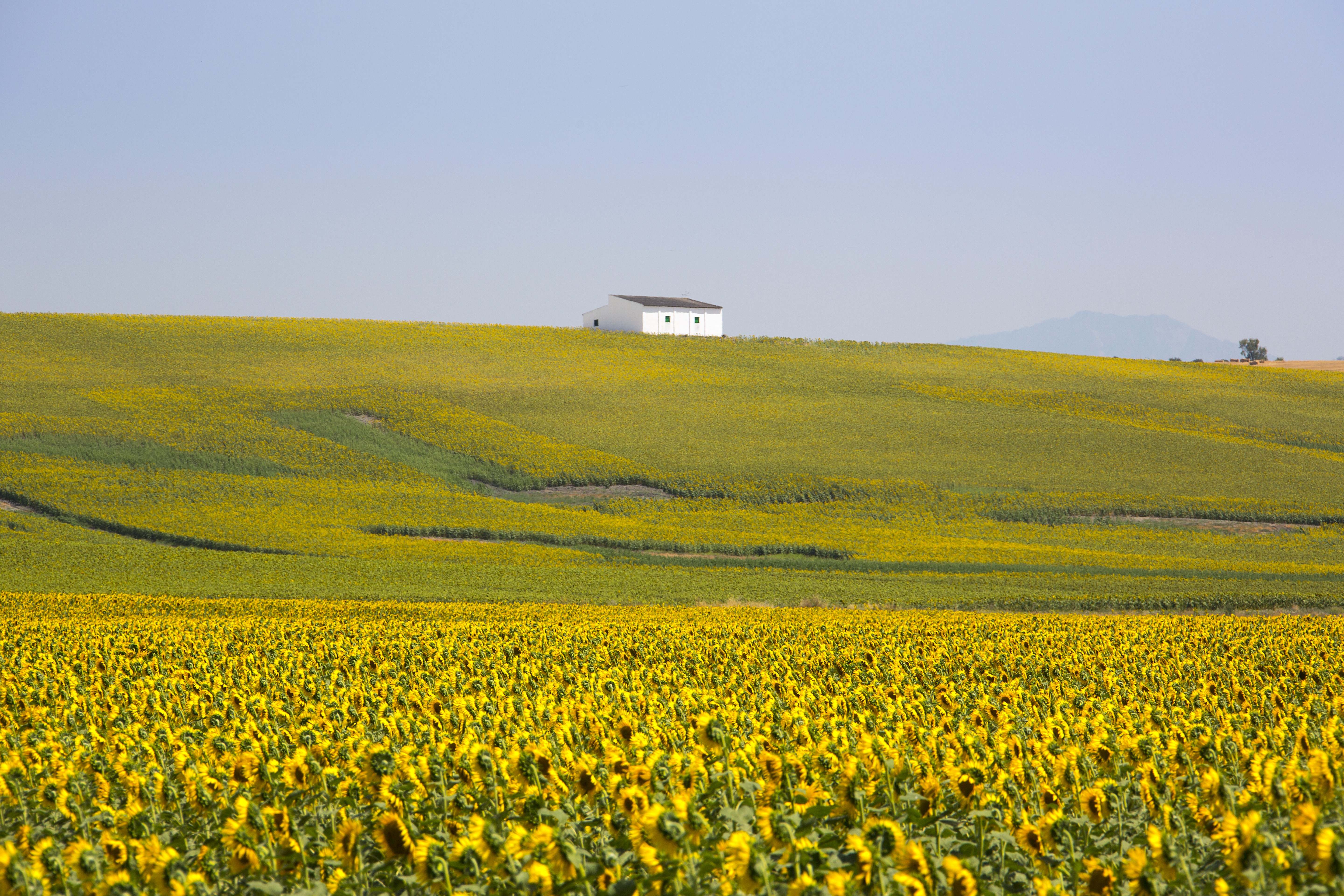 Campo de girasoles